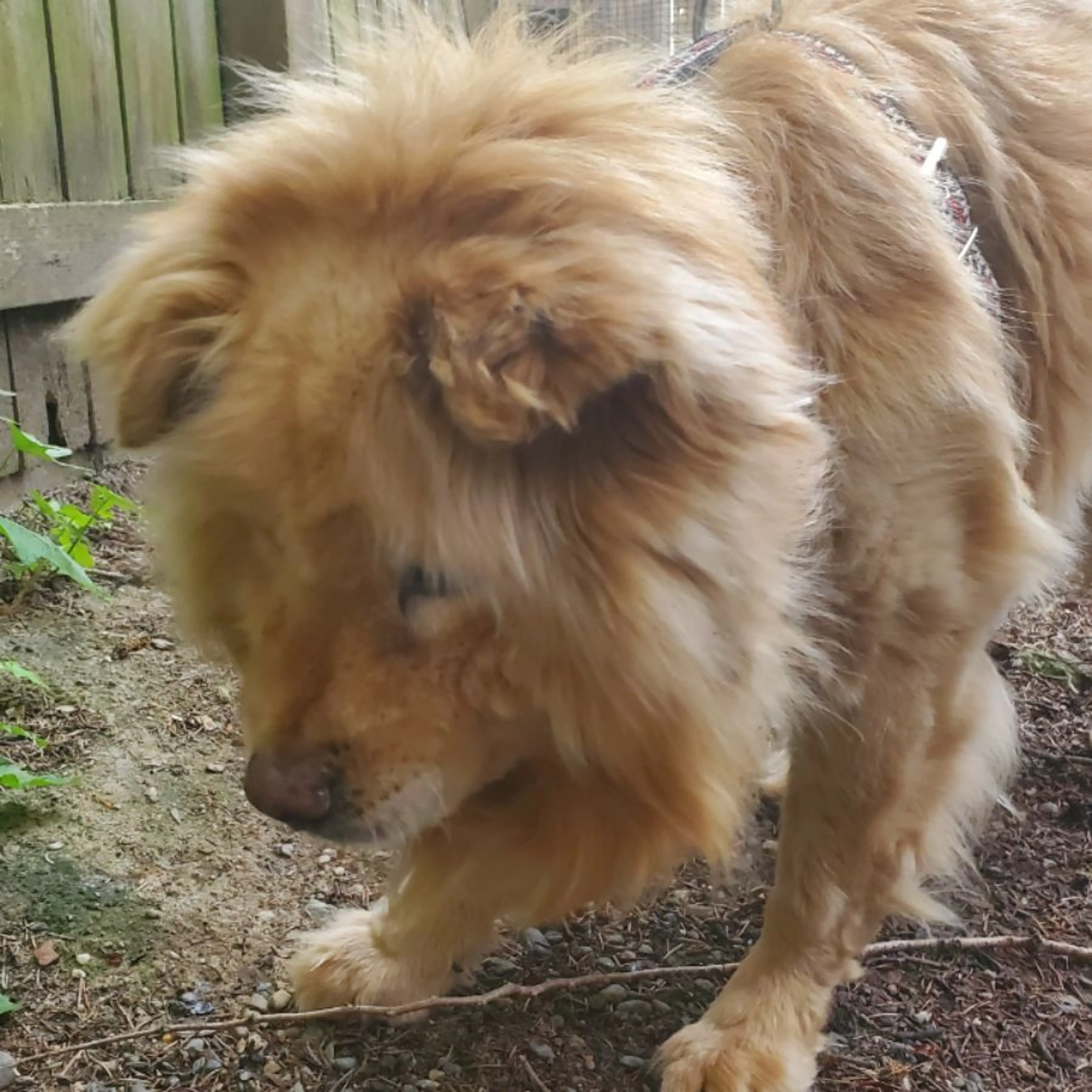 Found pet
