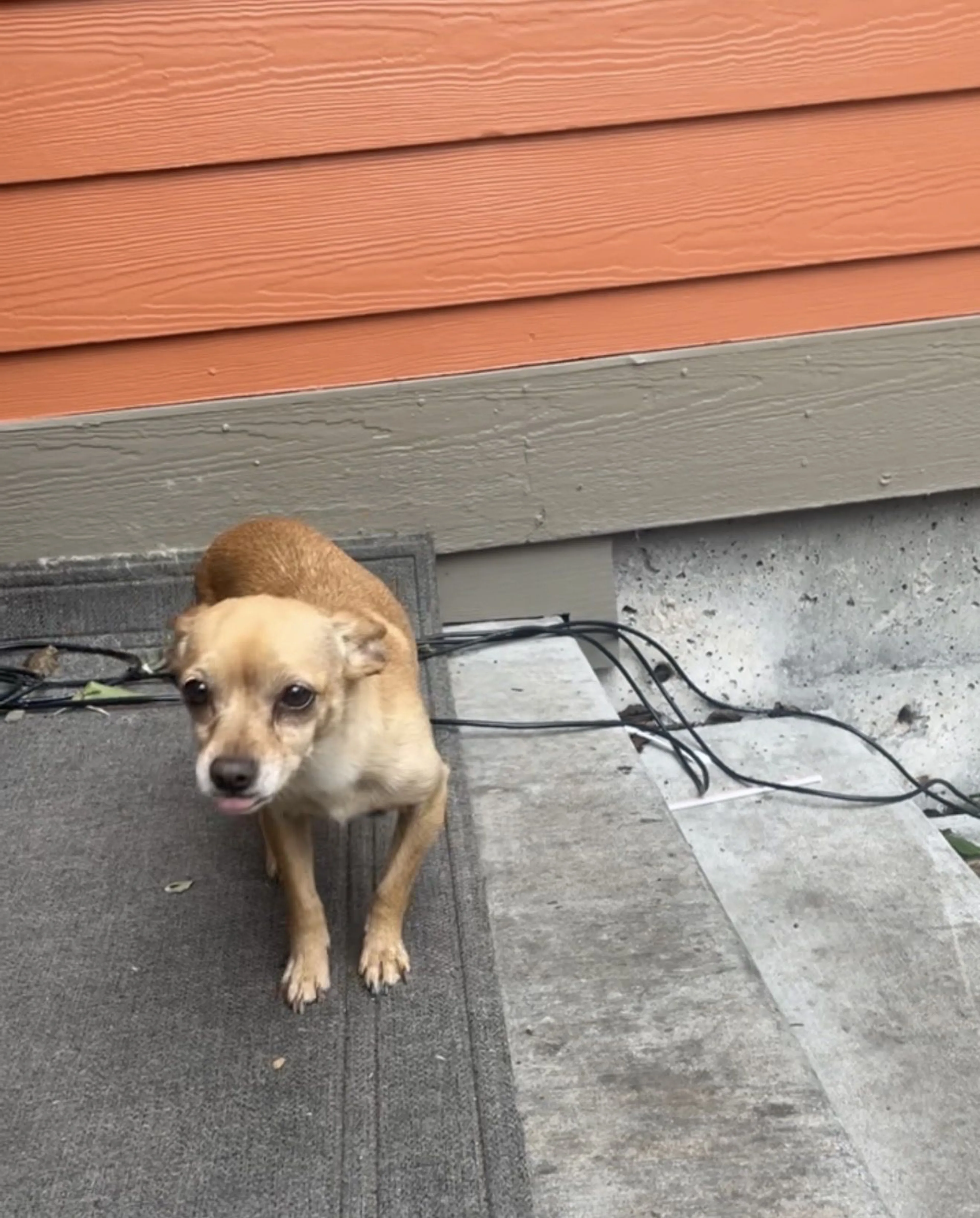 Lost pet-1