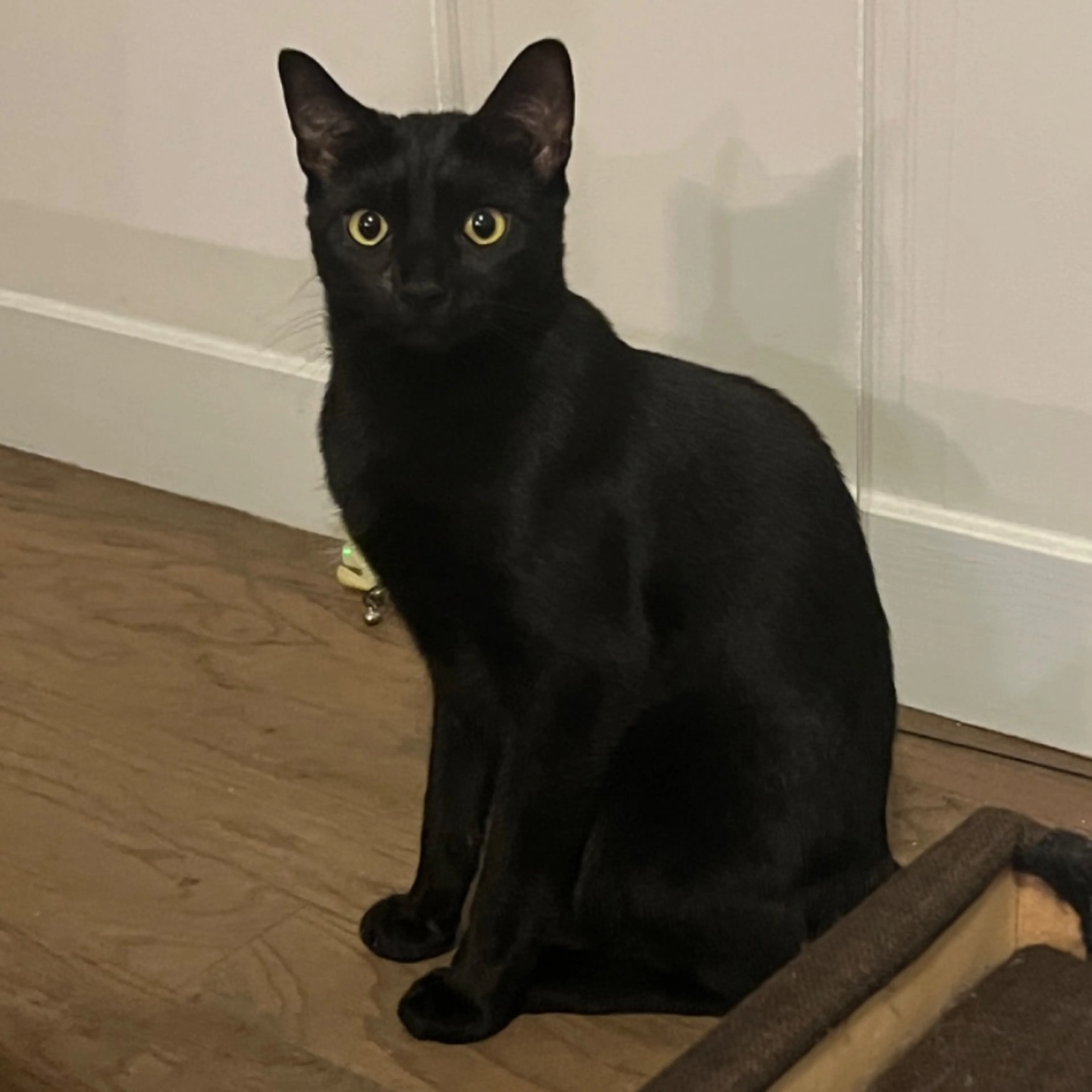 Lost pet