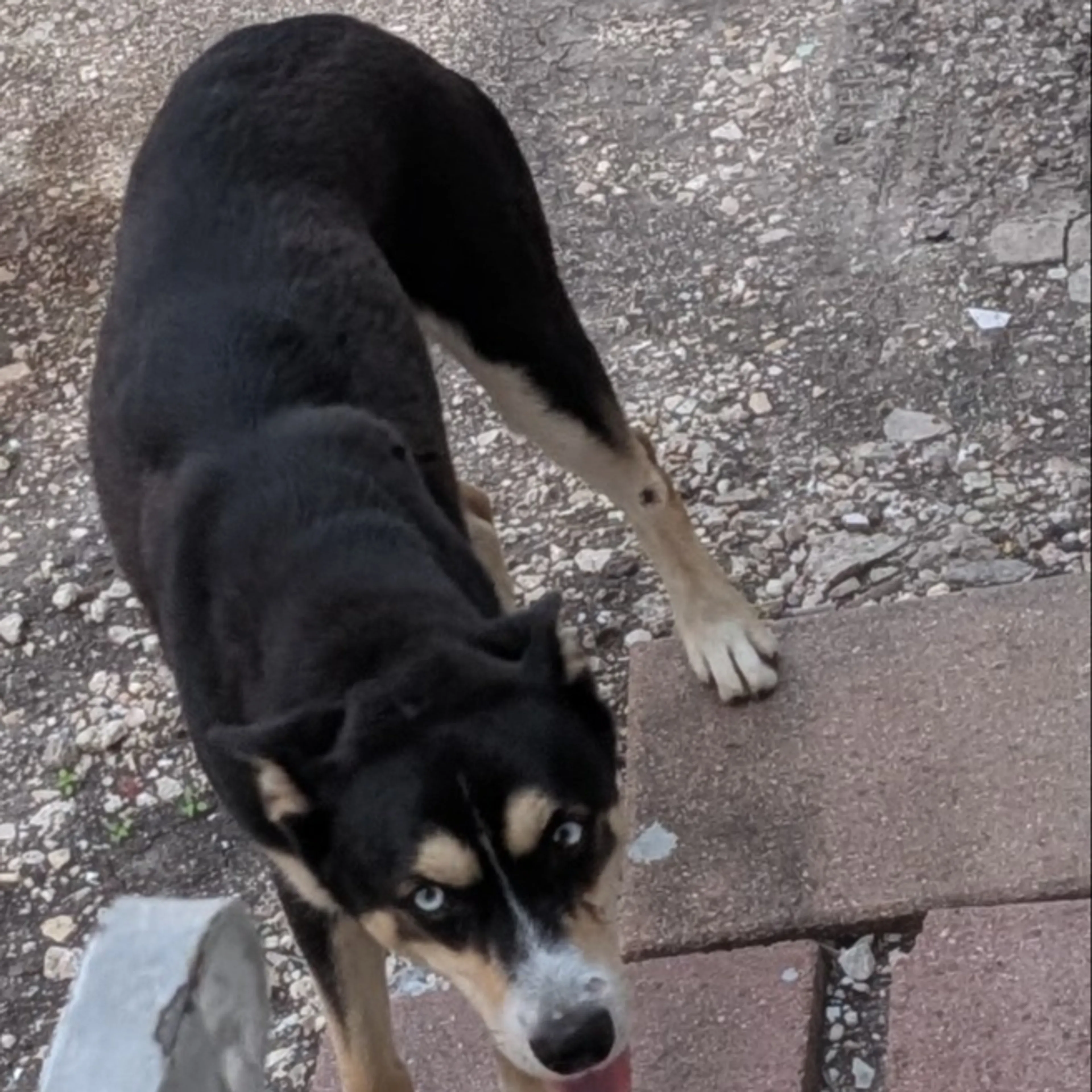 Found pet-1