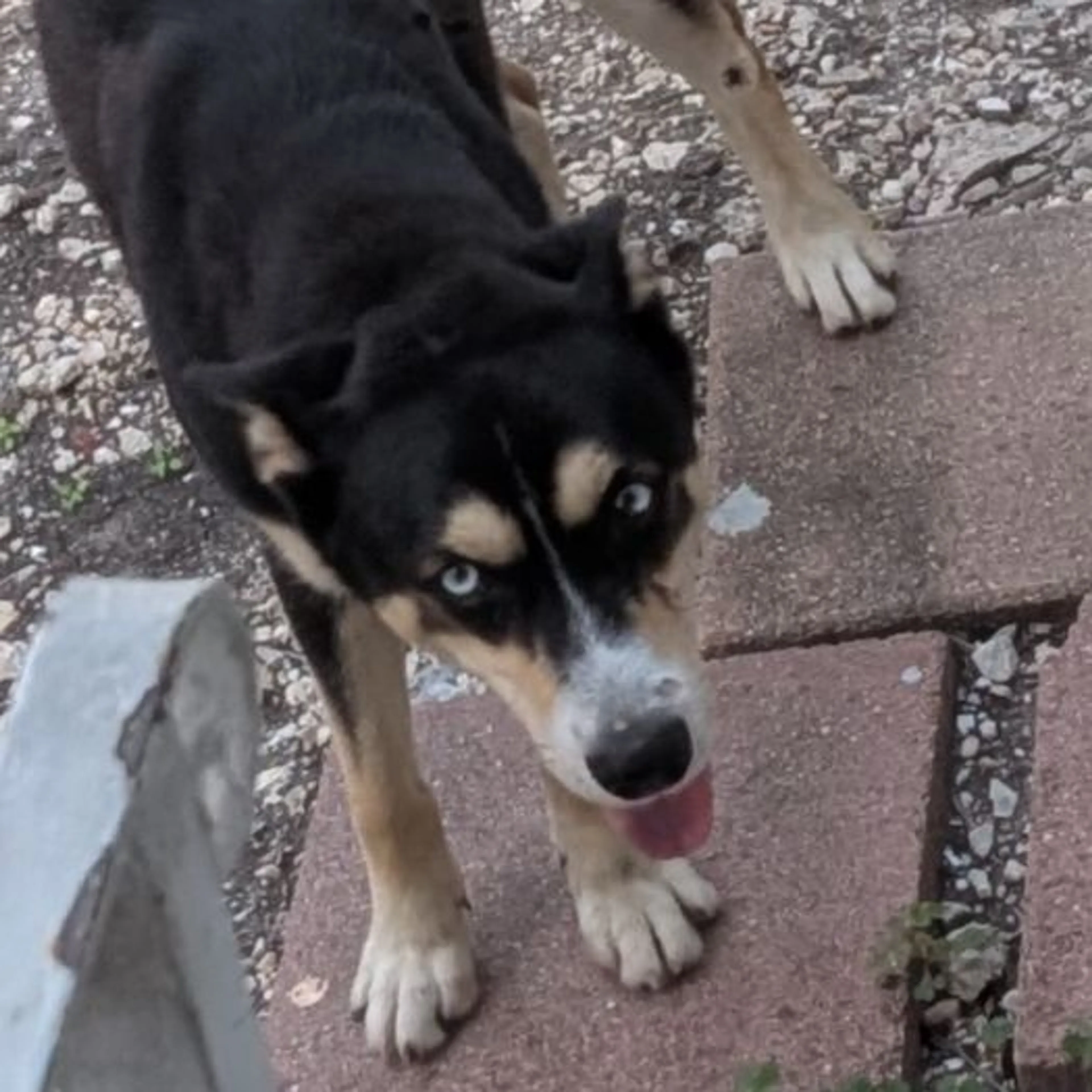 Found pet-0