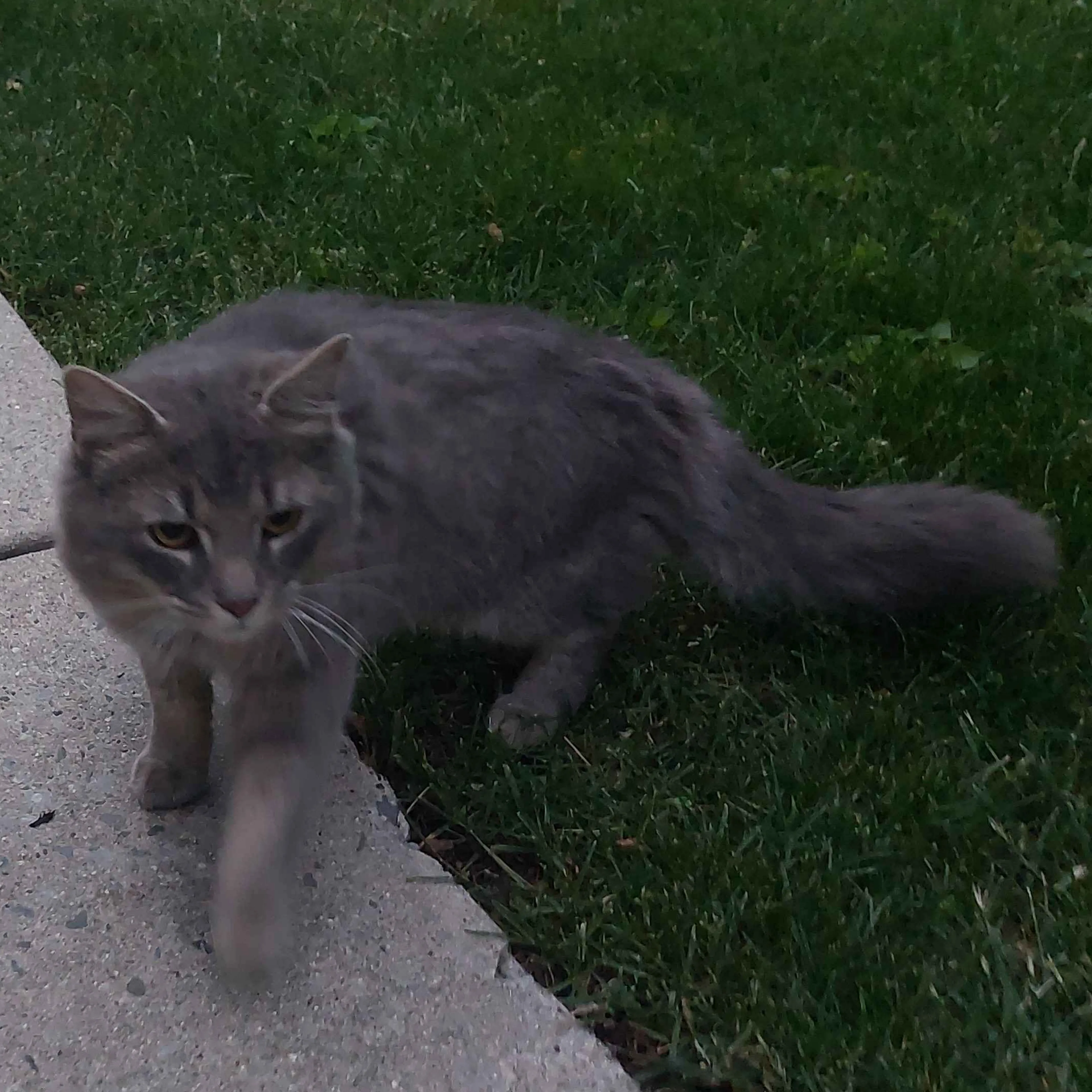 Found pet-1