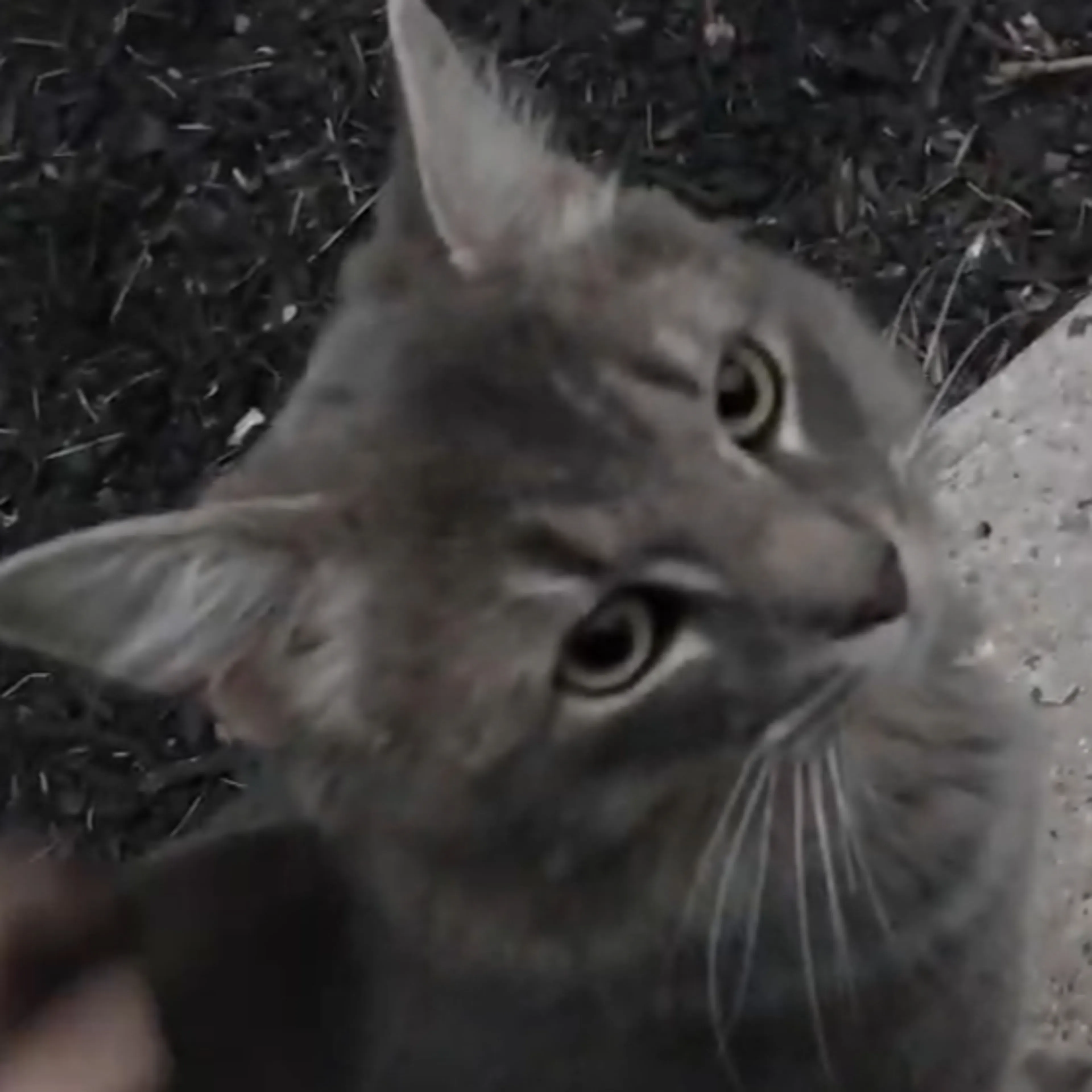Found pet-2
