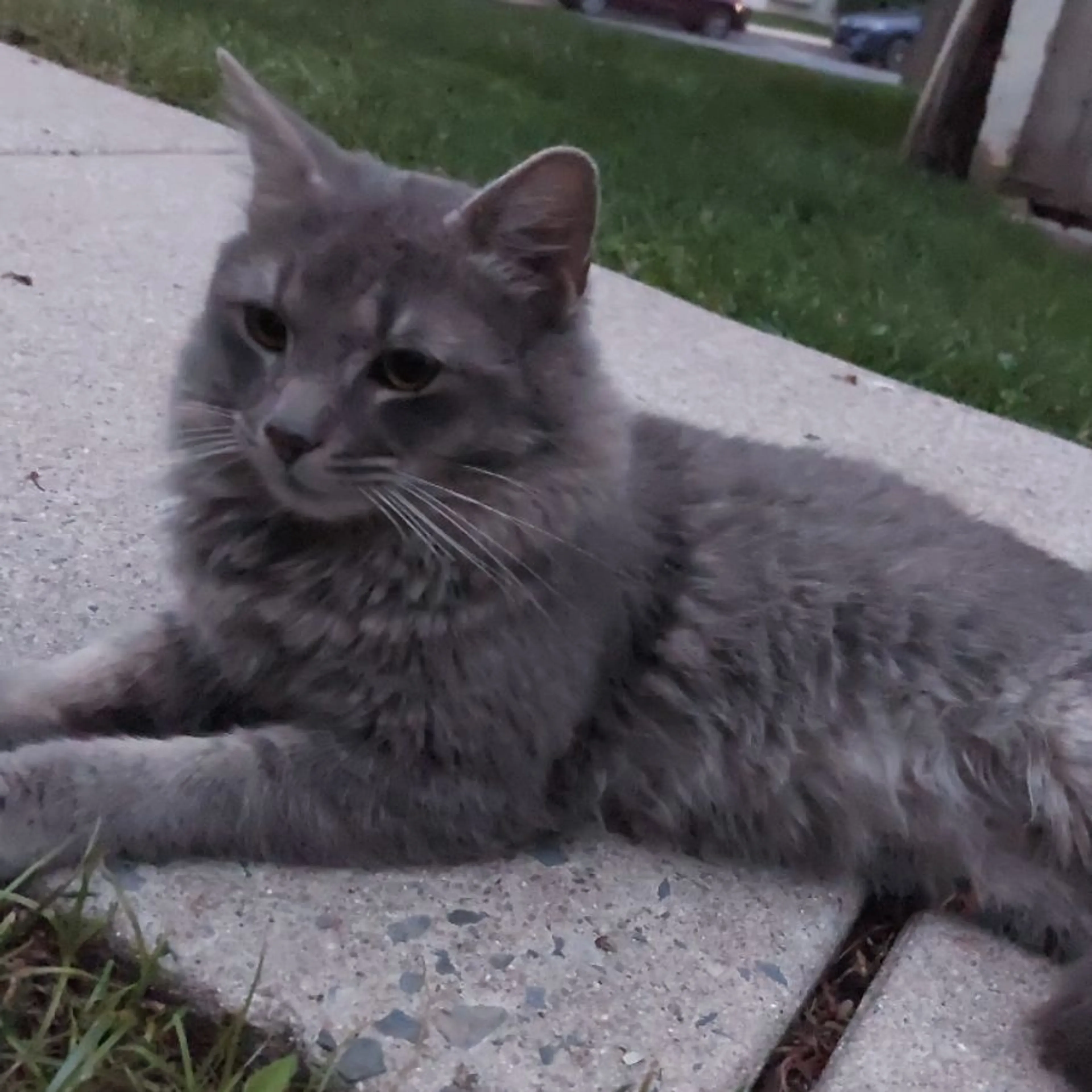 Found pet-0