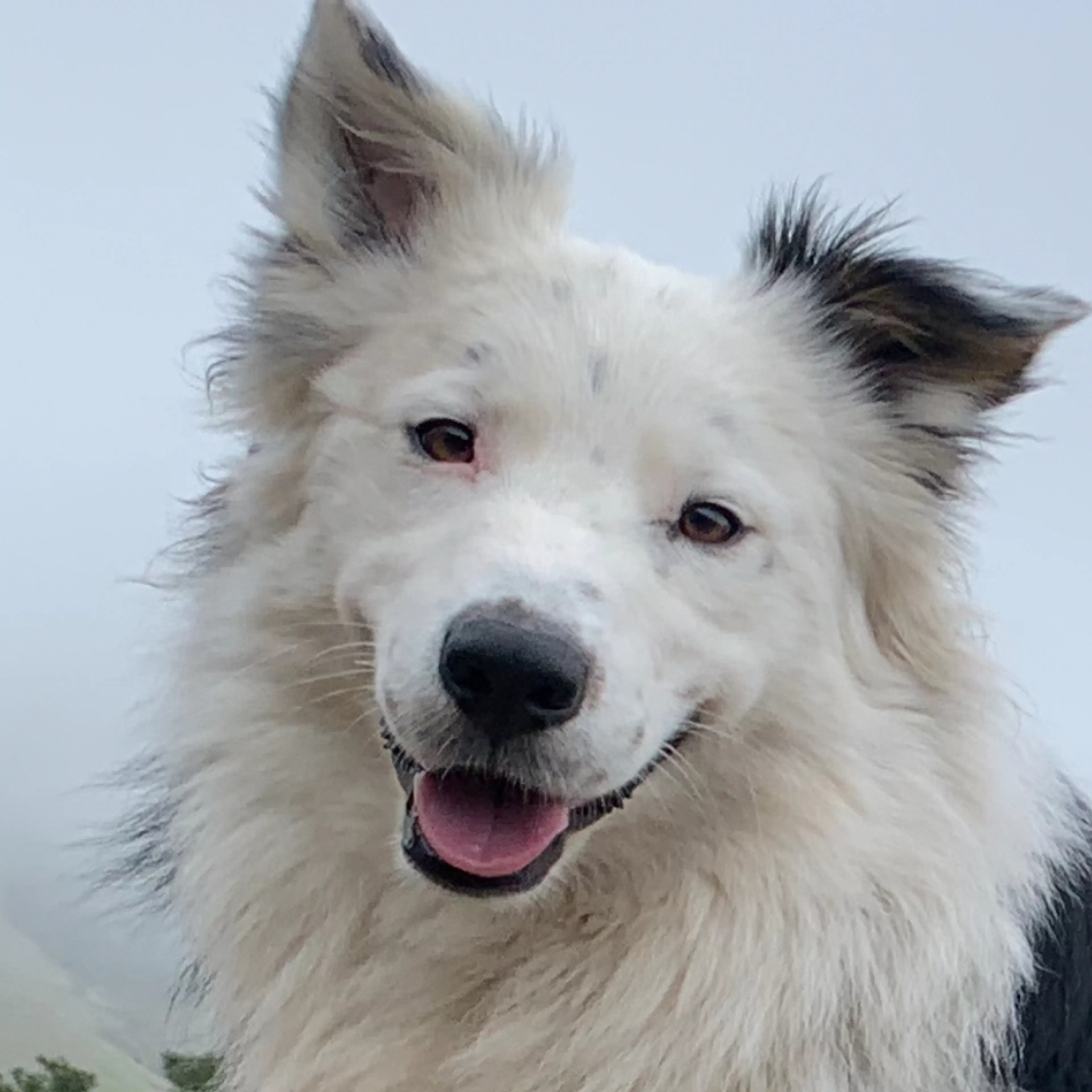 Lost pet-1