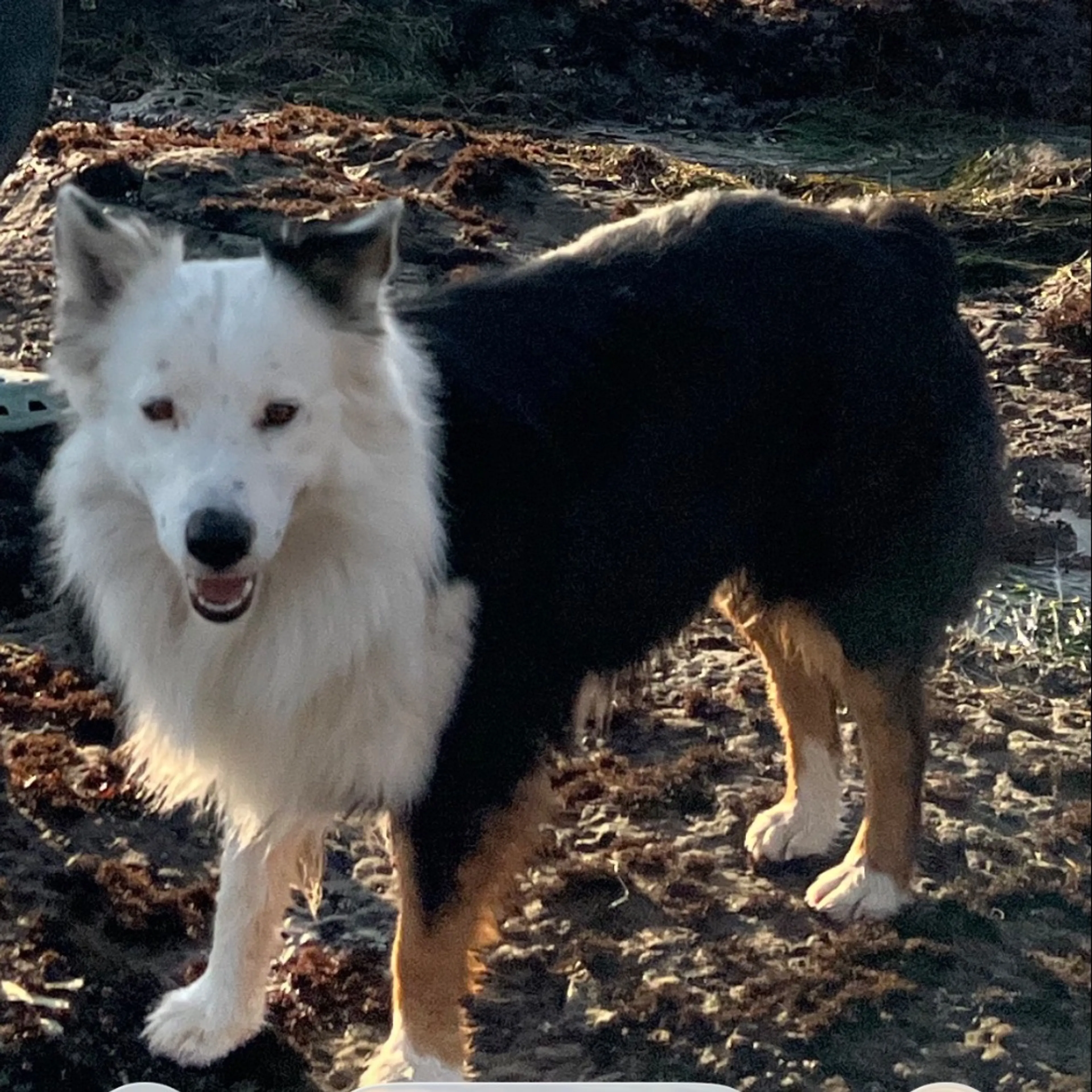 Lost pet-0