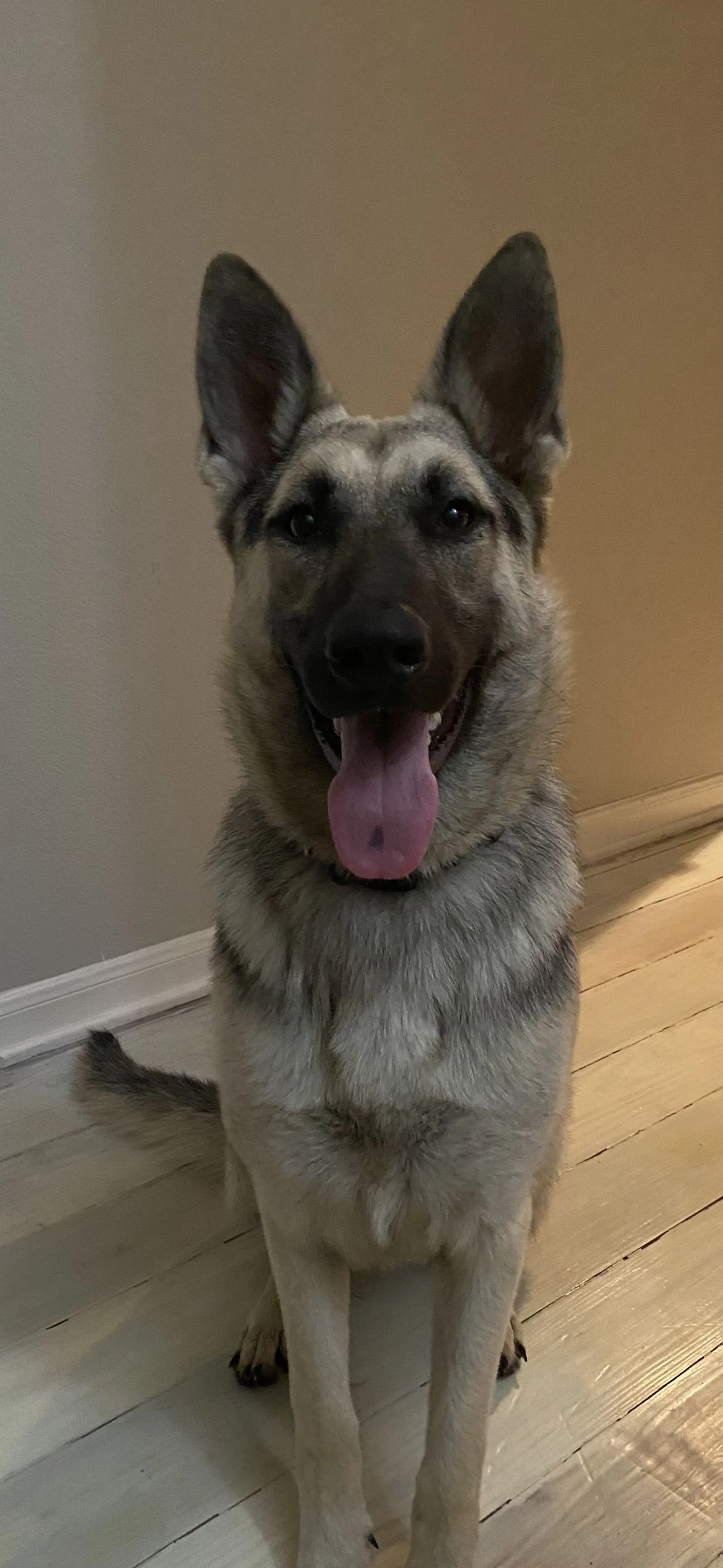 Lost pet