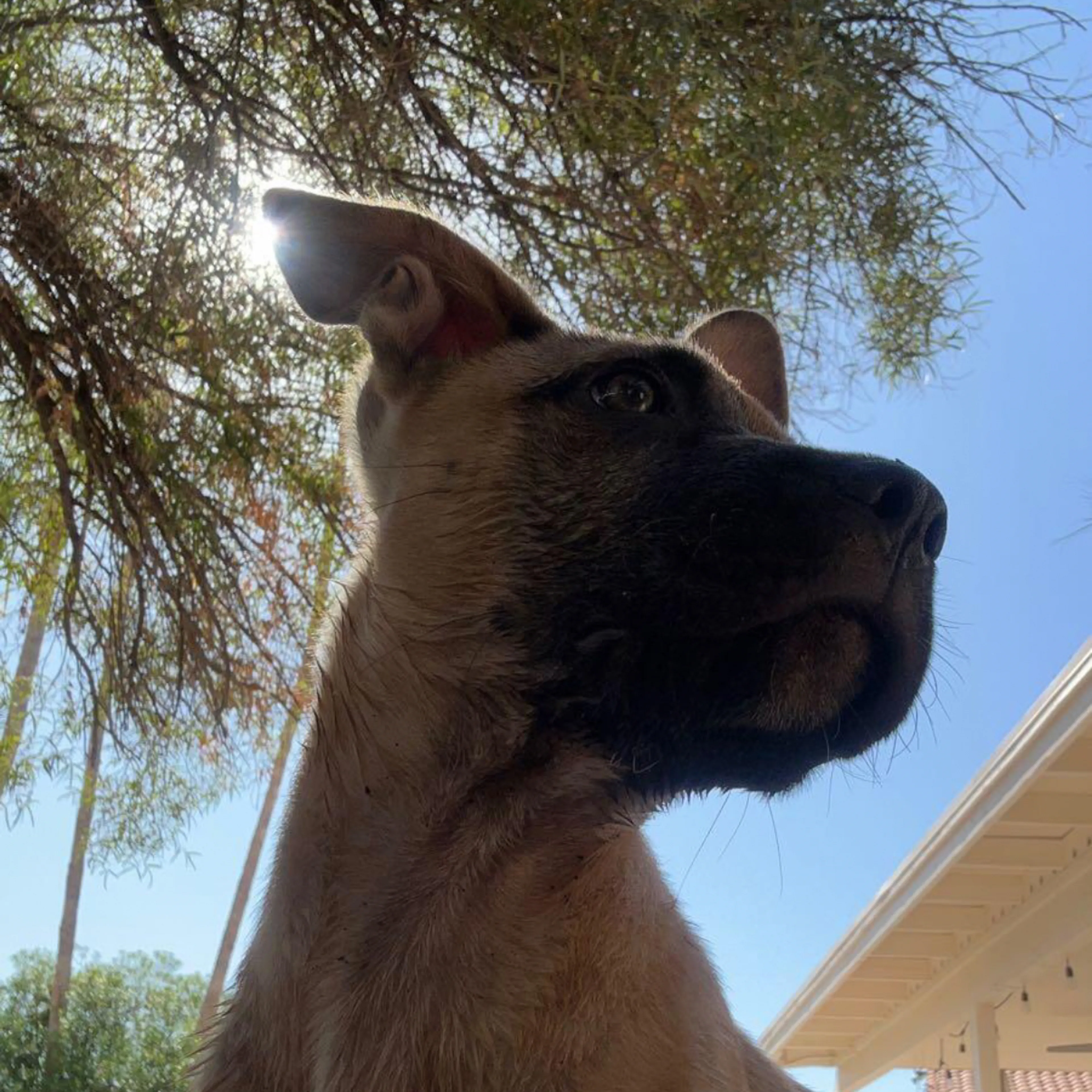 Lost pet-3