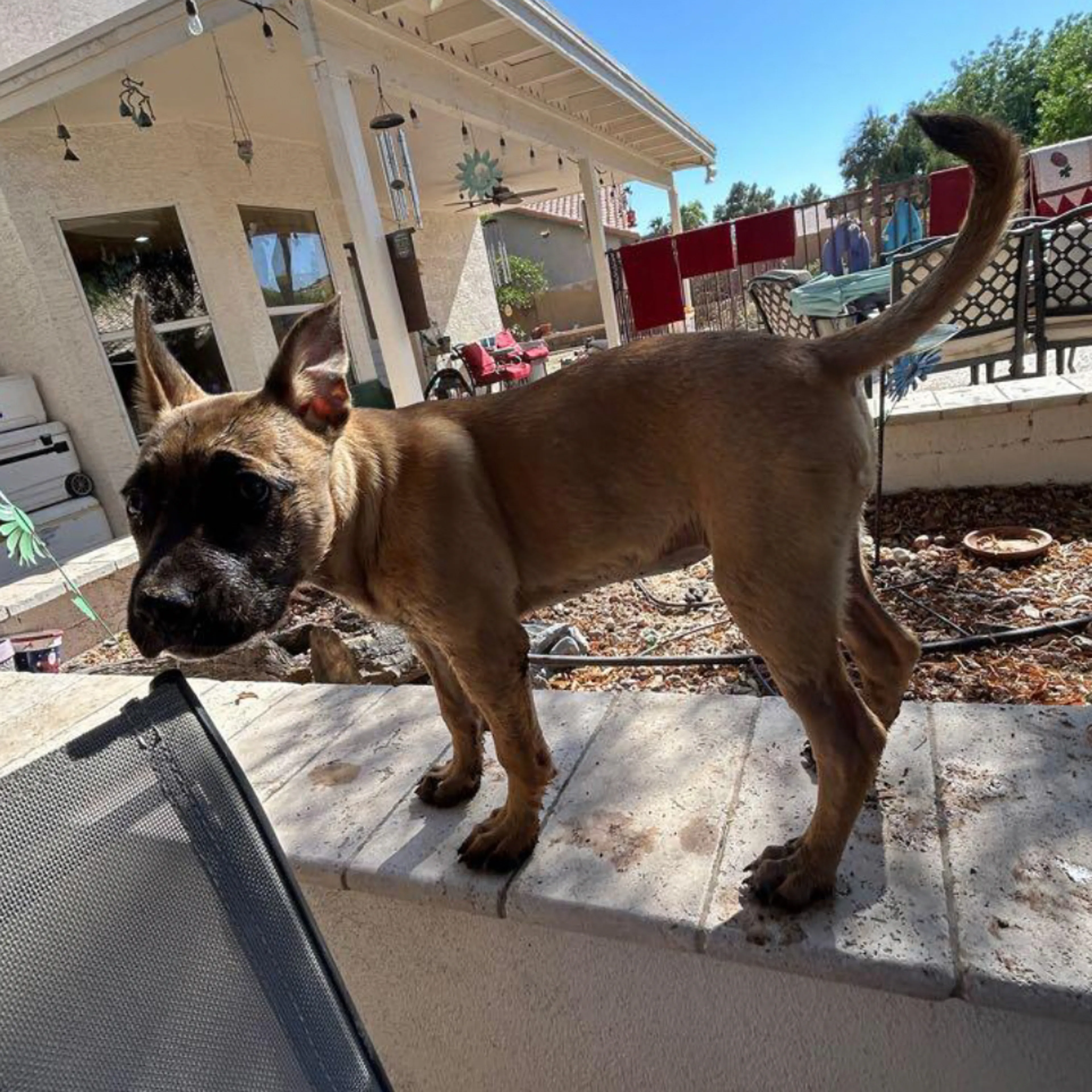 Lost pet-1
