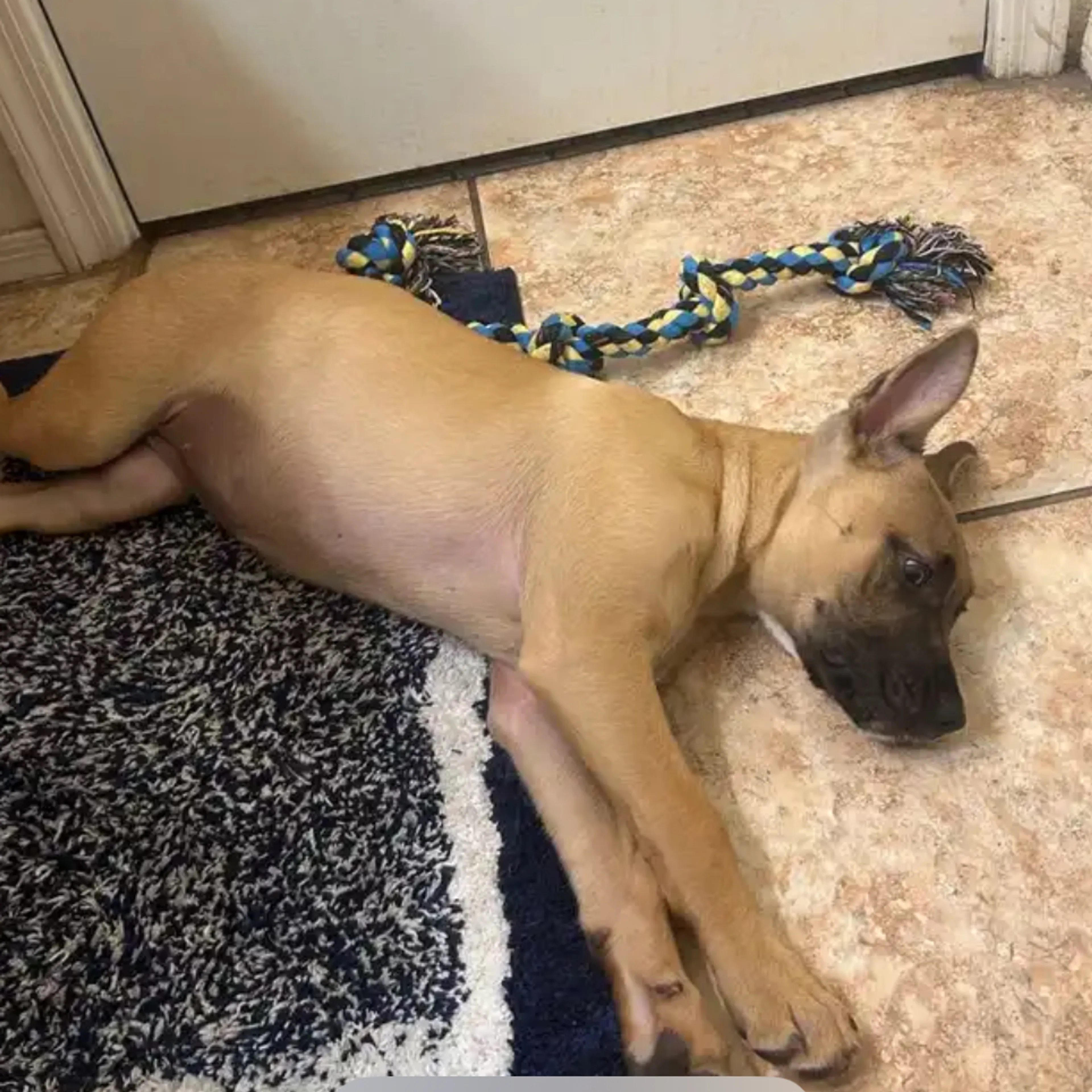 Lost pet-2