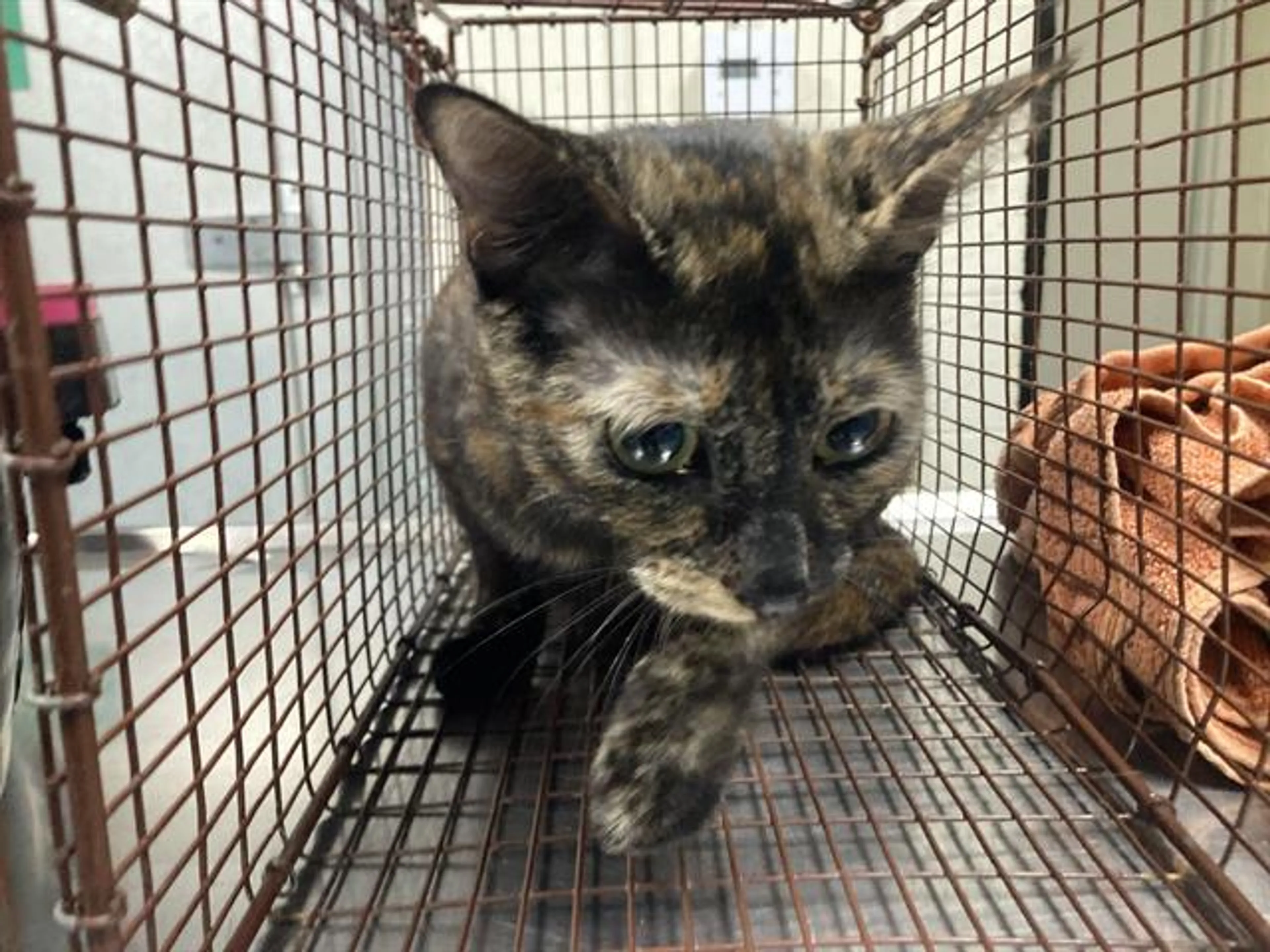 Found pet