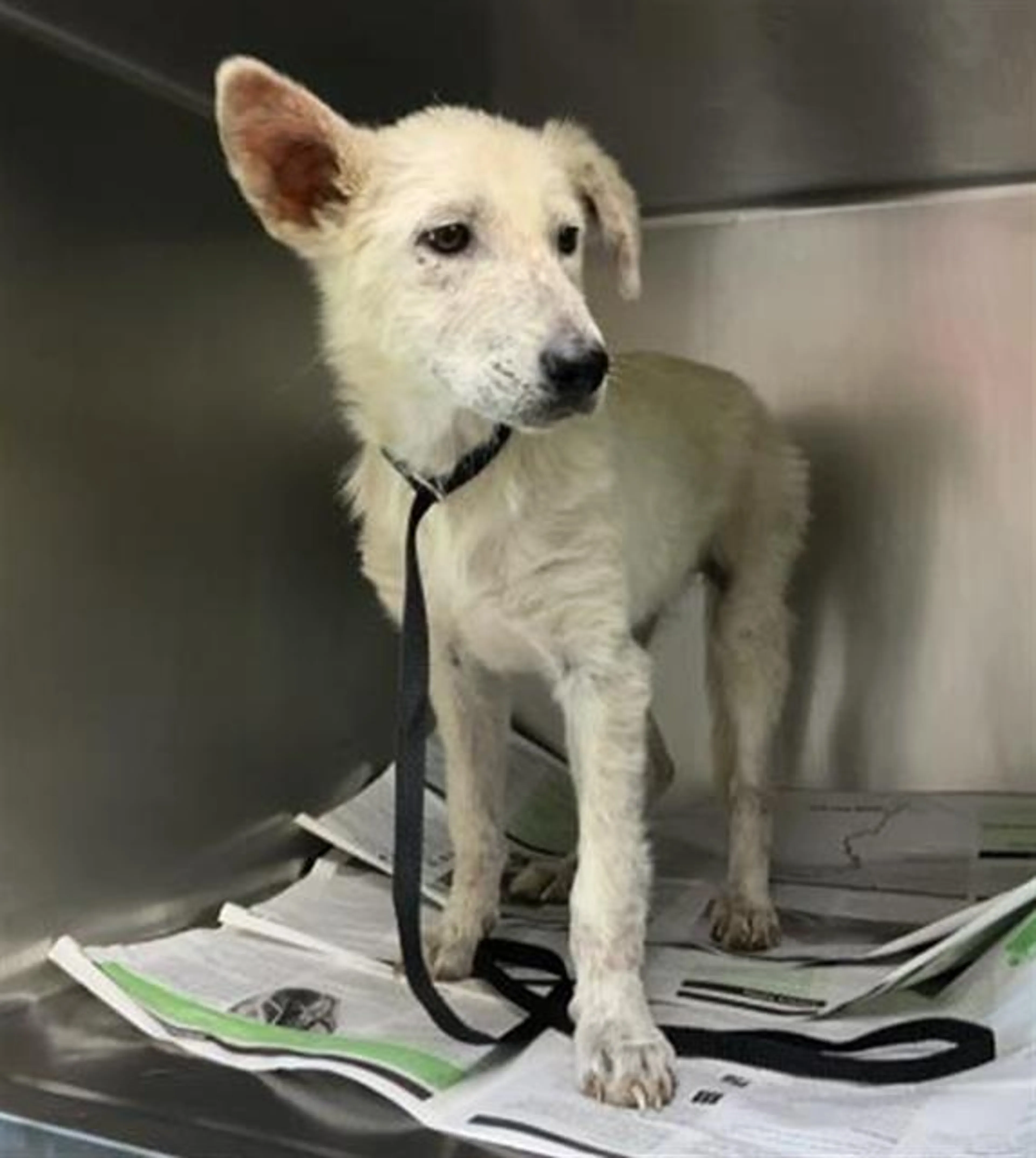Found pet
