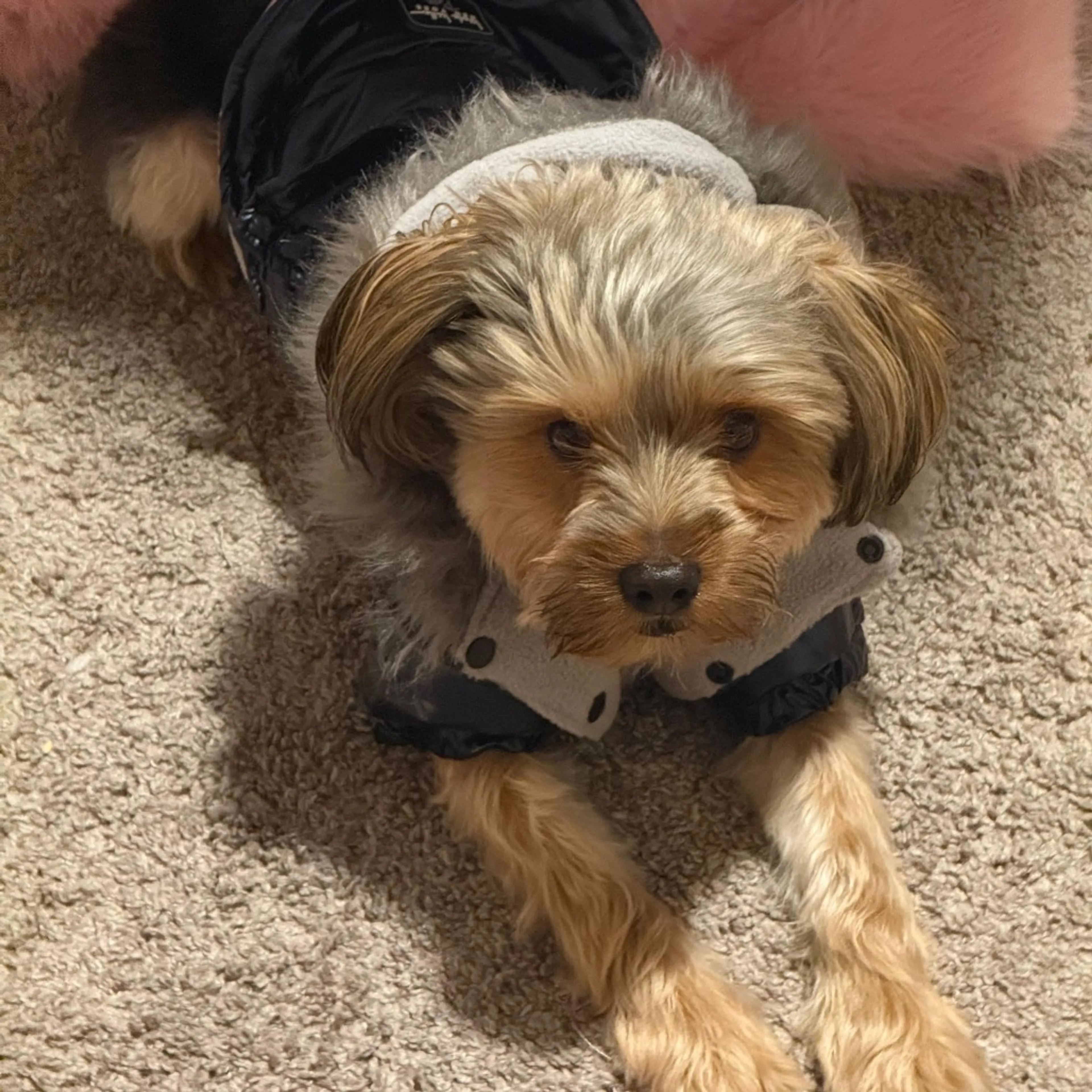 Found pet-1