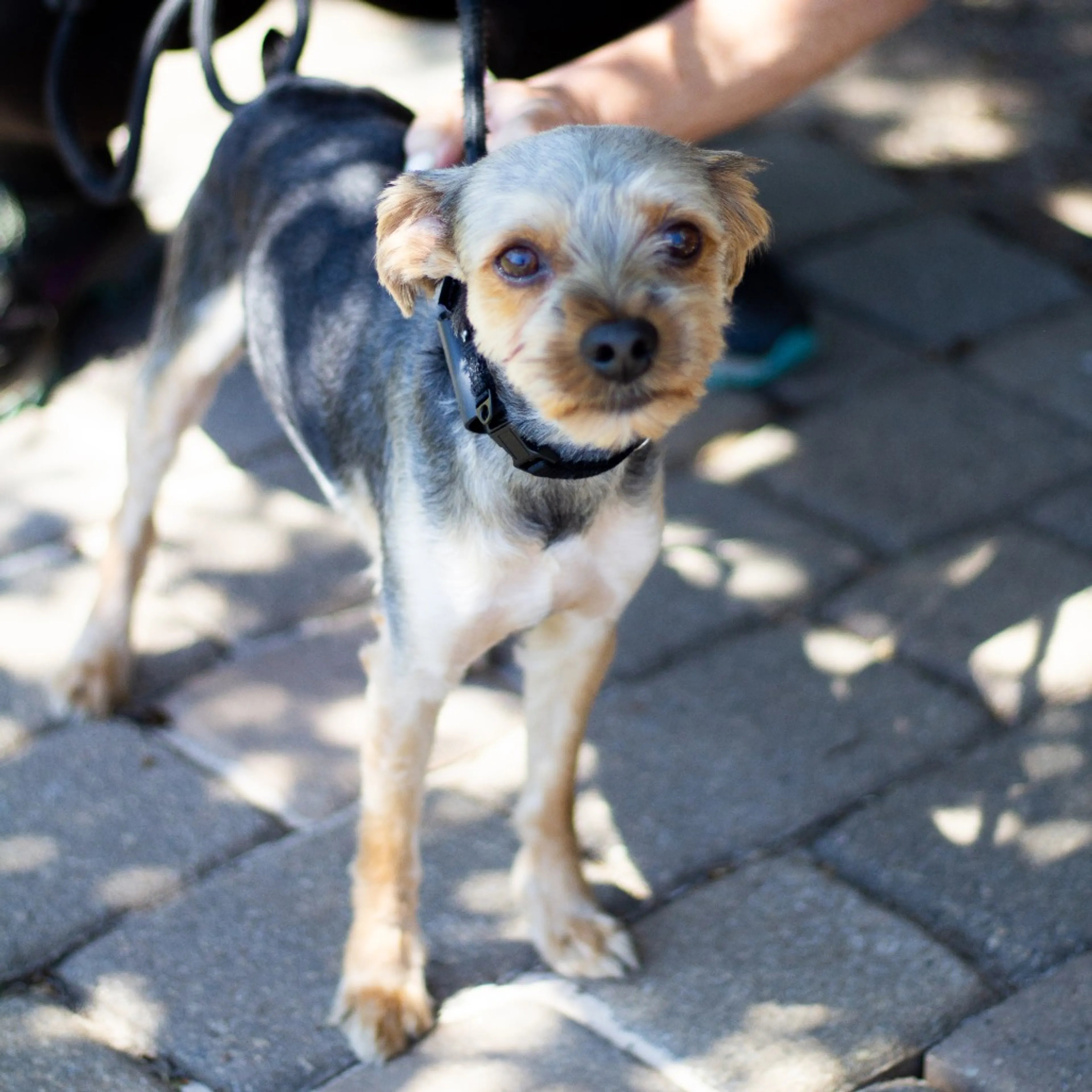 Found pet-7