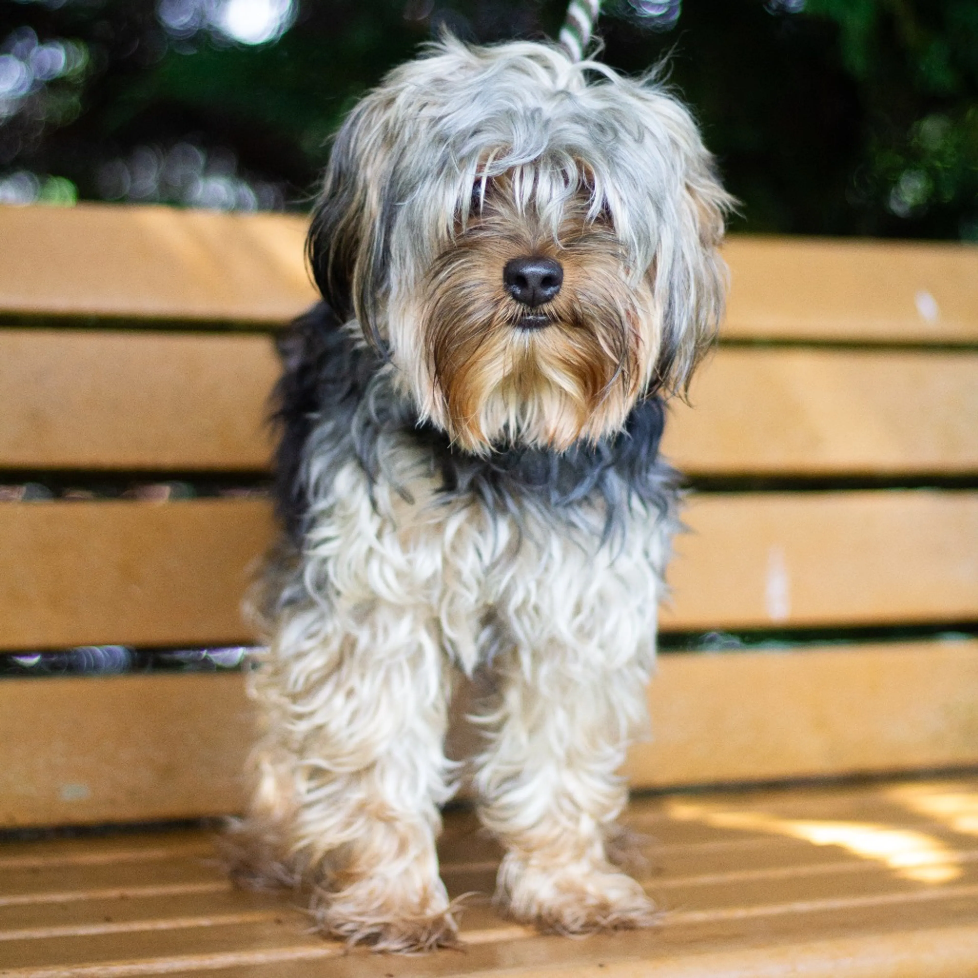 Found pet-5