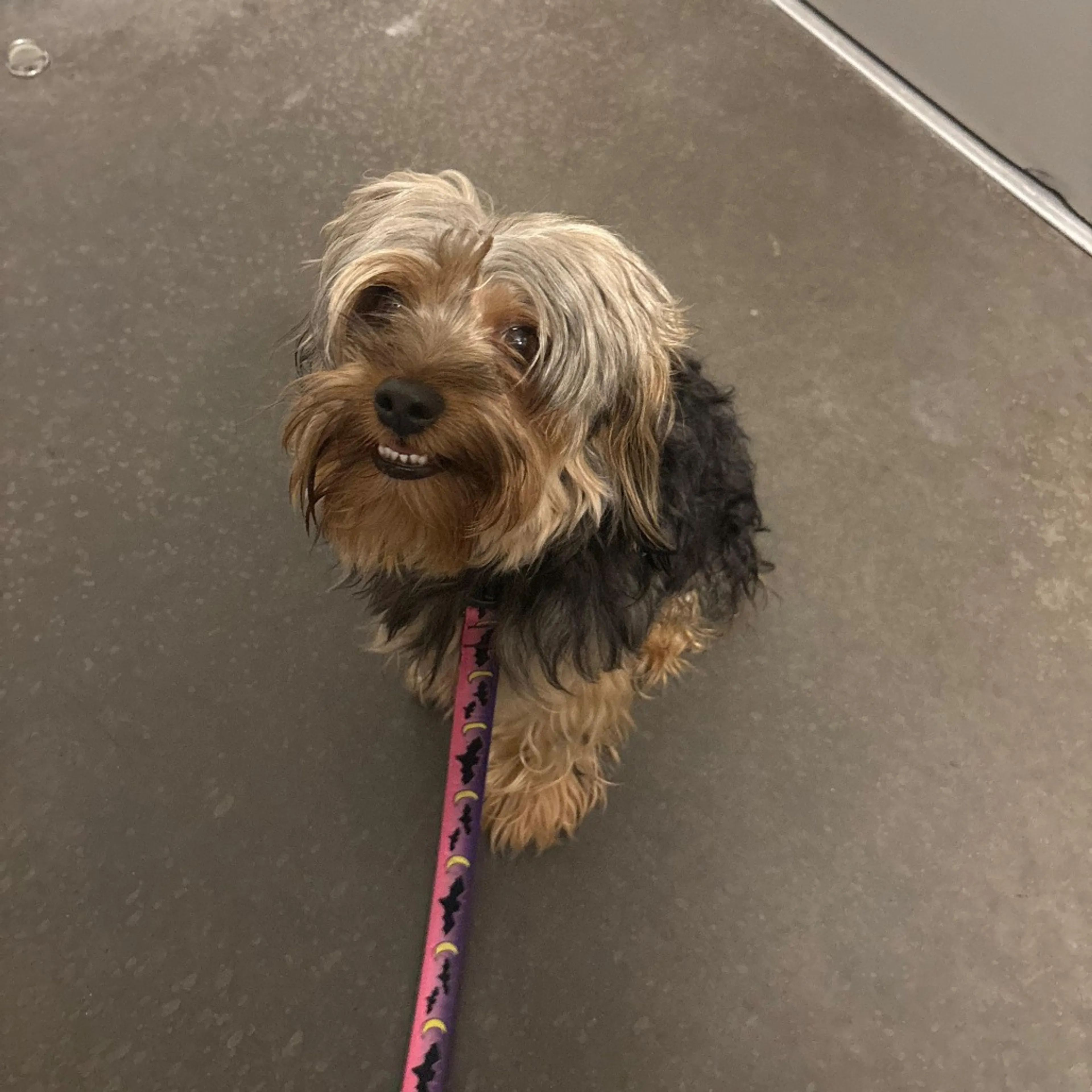 Found pet-2