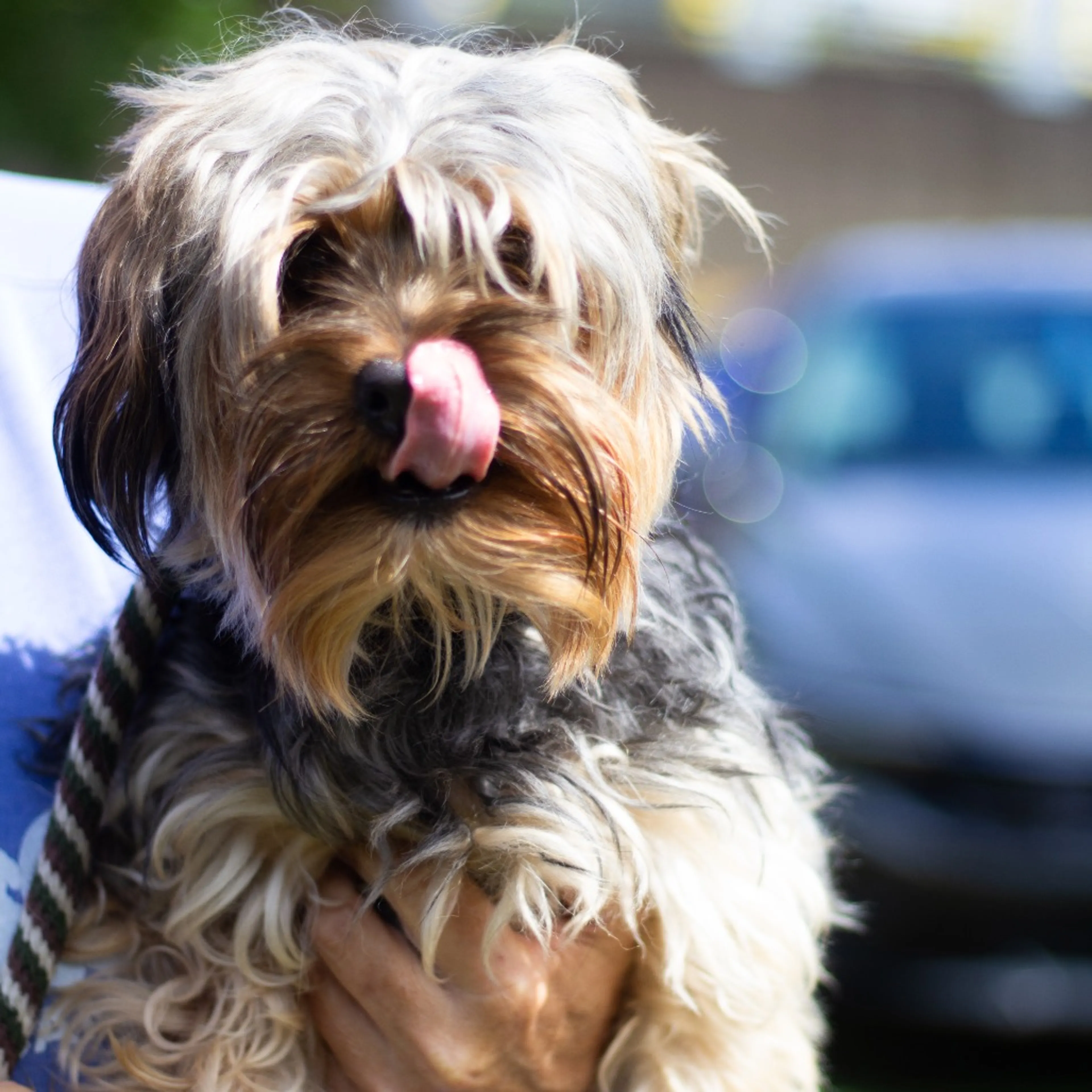 Found pet-4