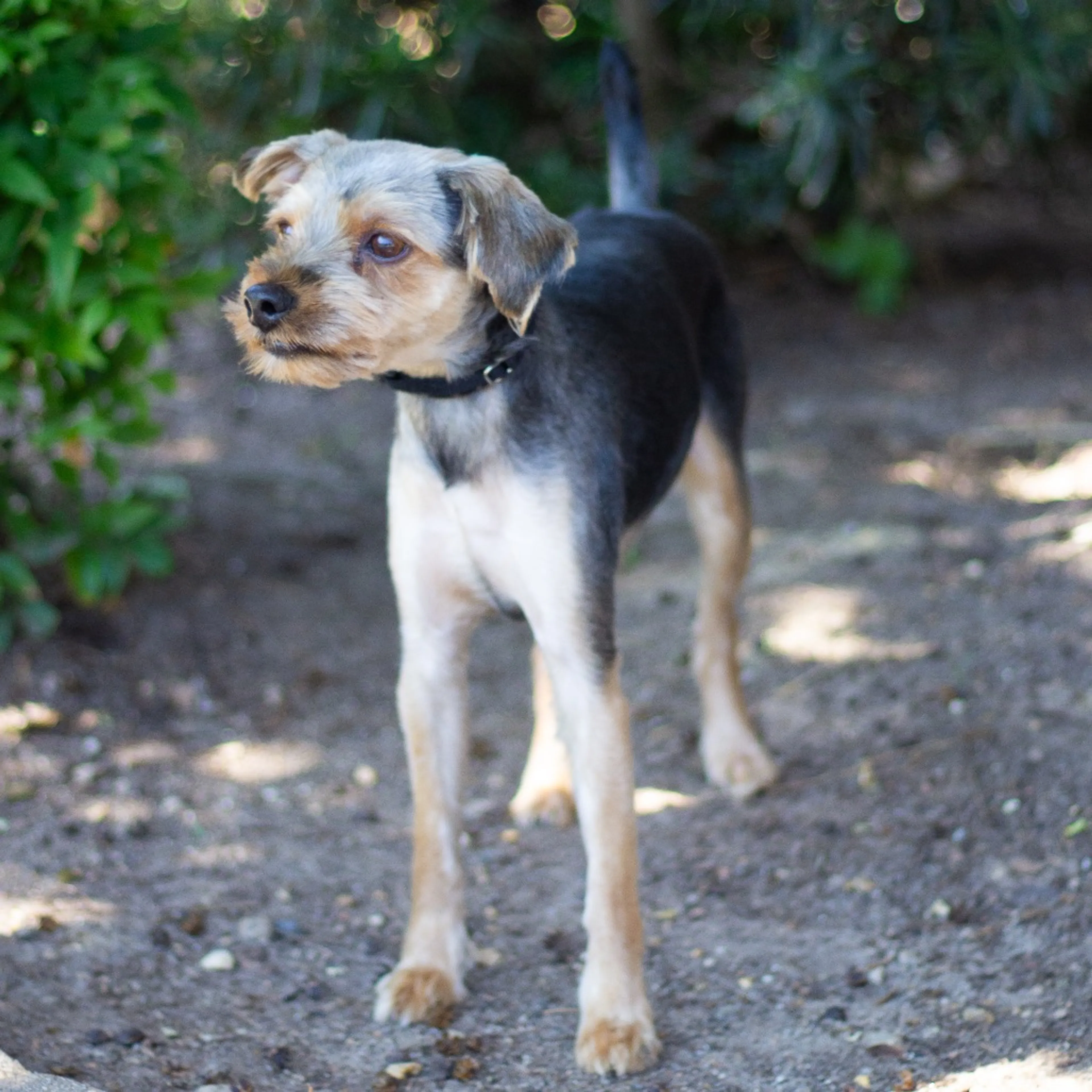 Found pet-6
