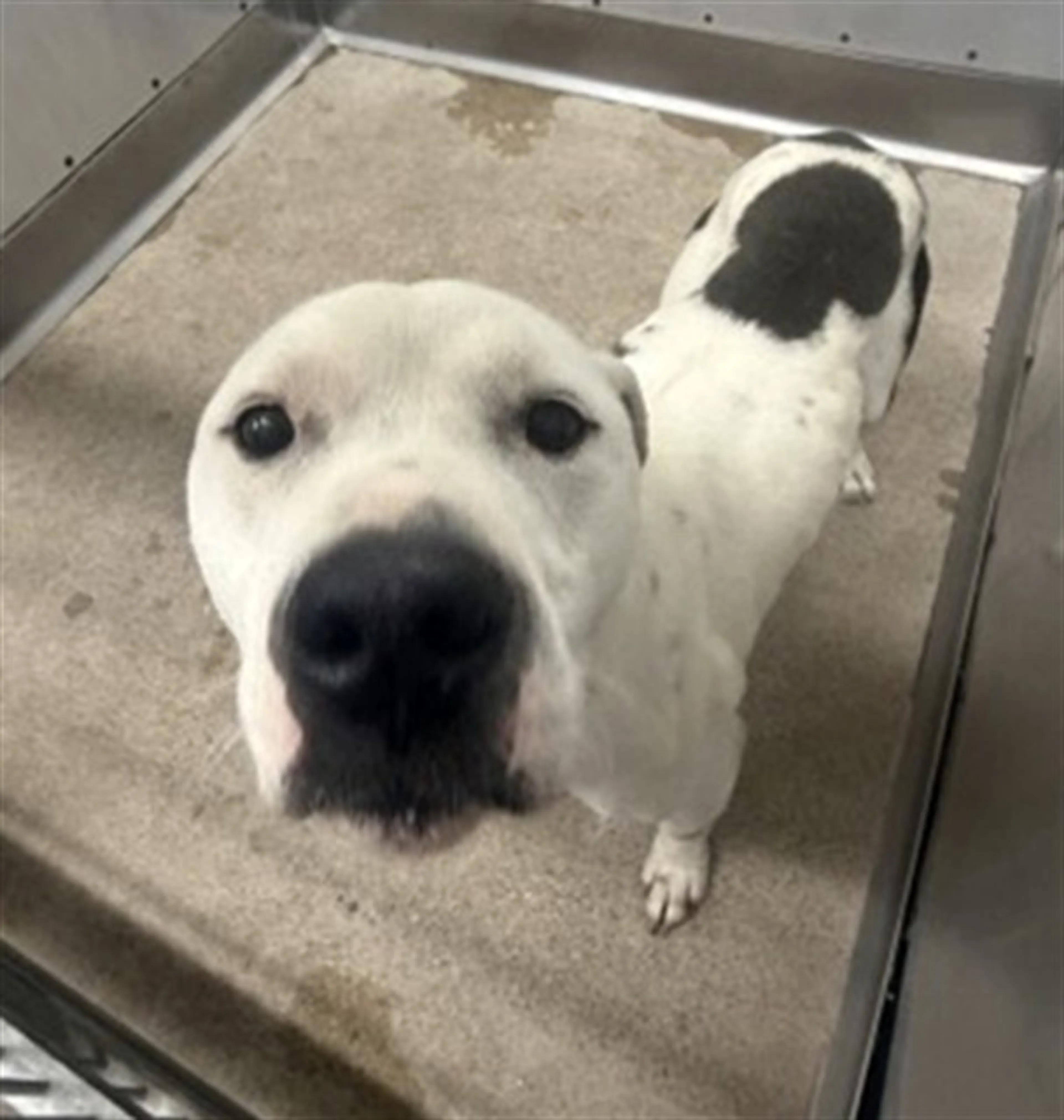 Found pet