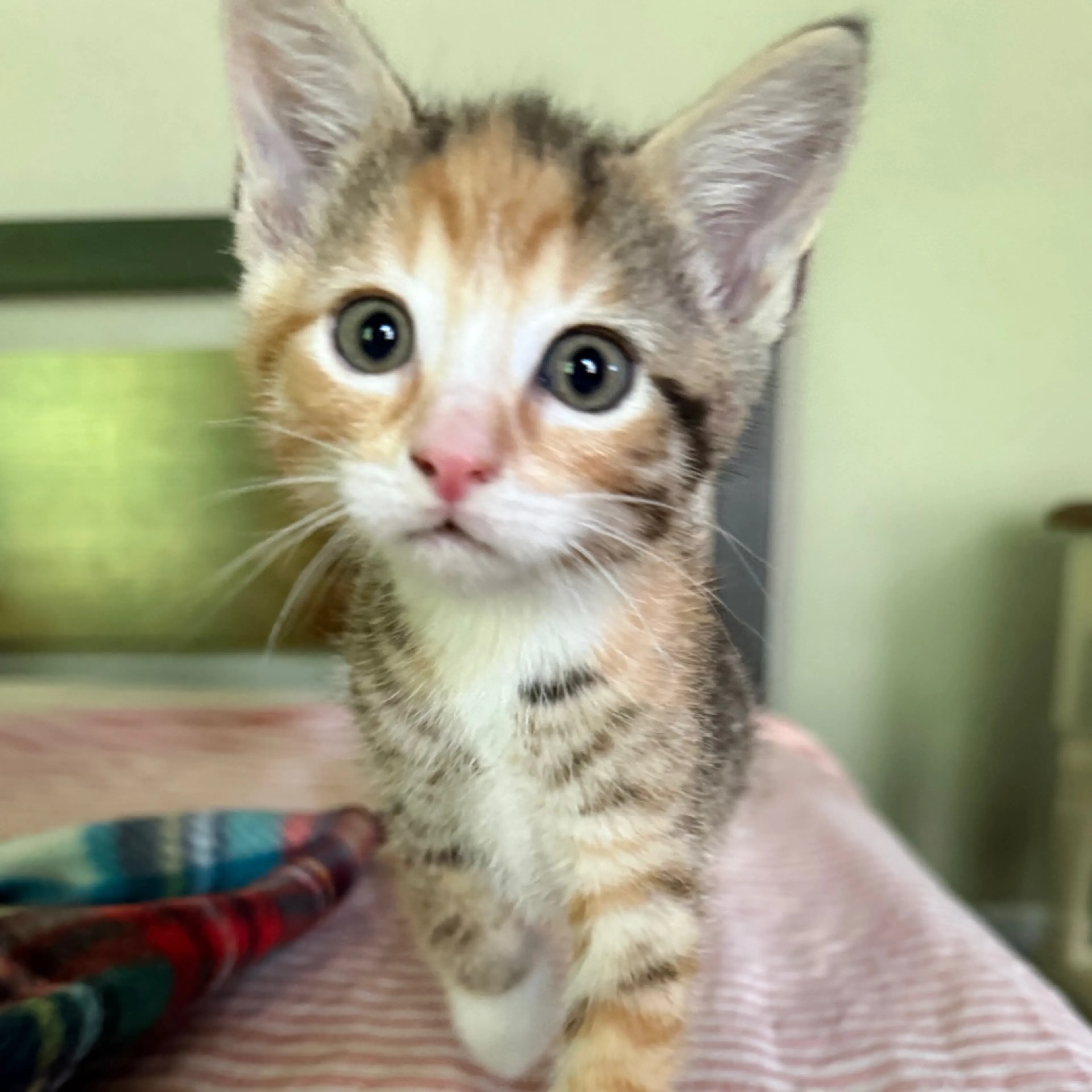 Found pet-2