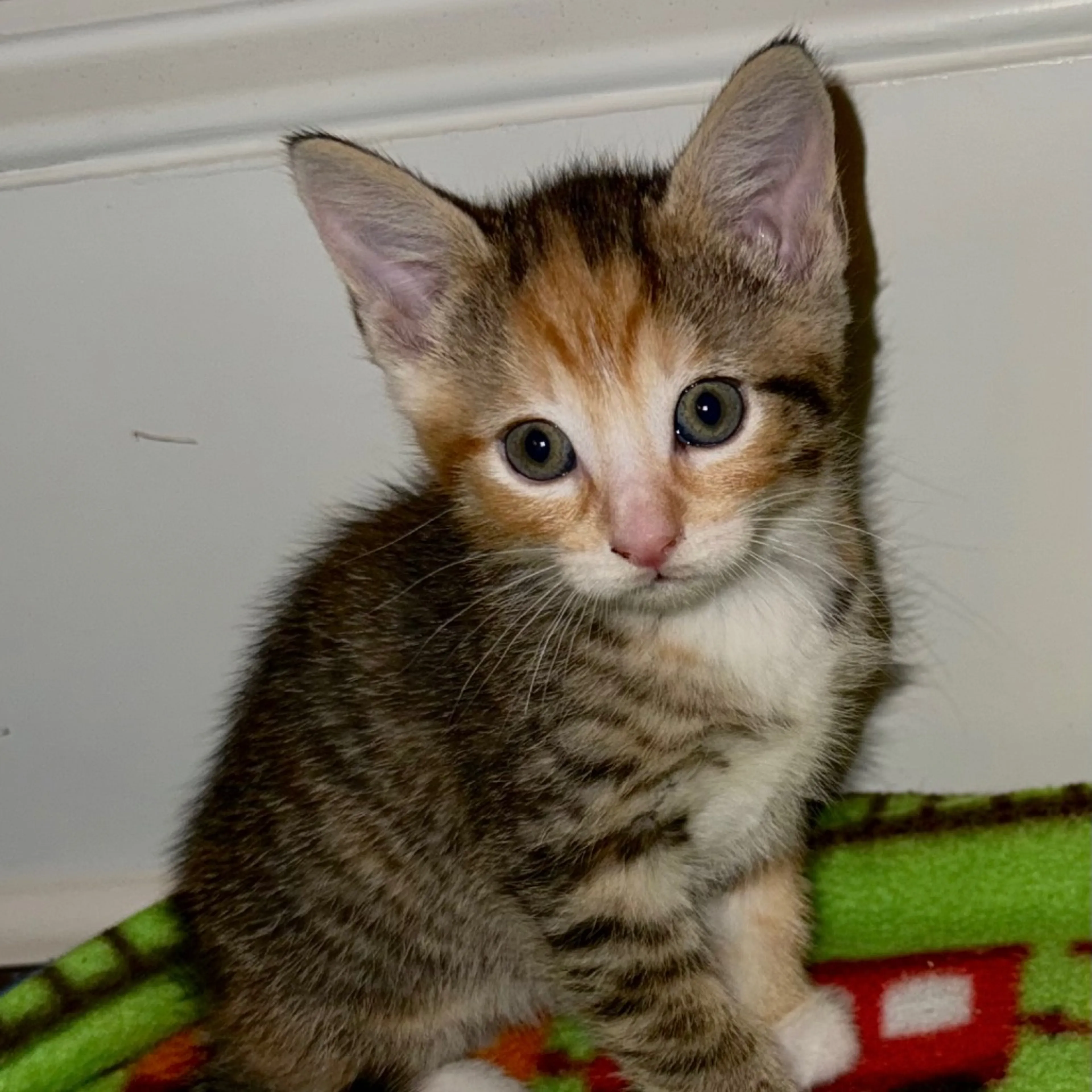 Found pet-1