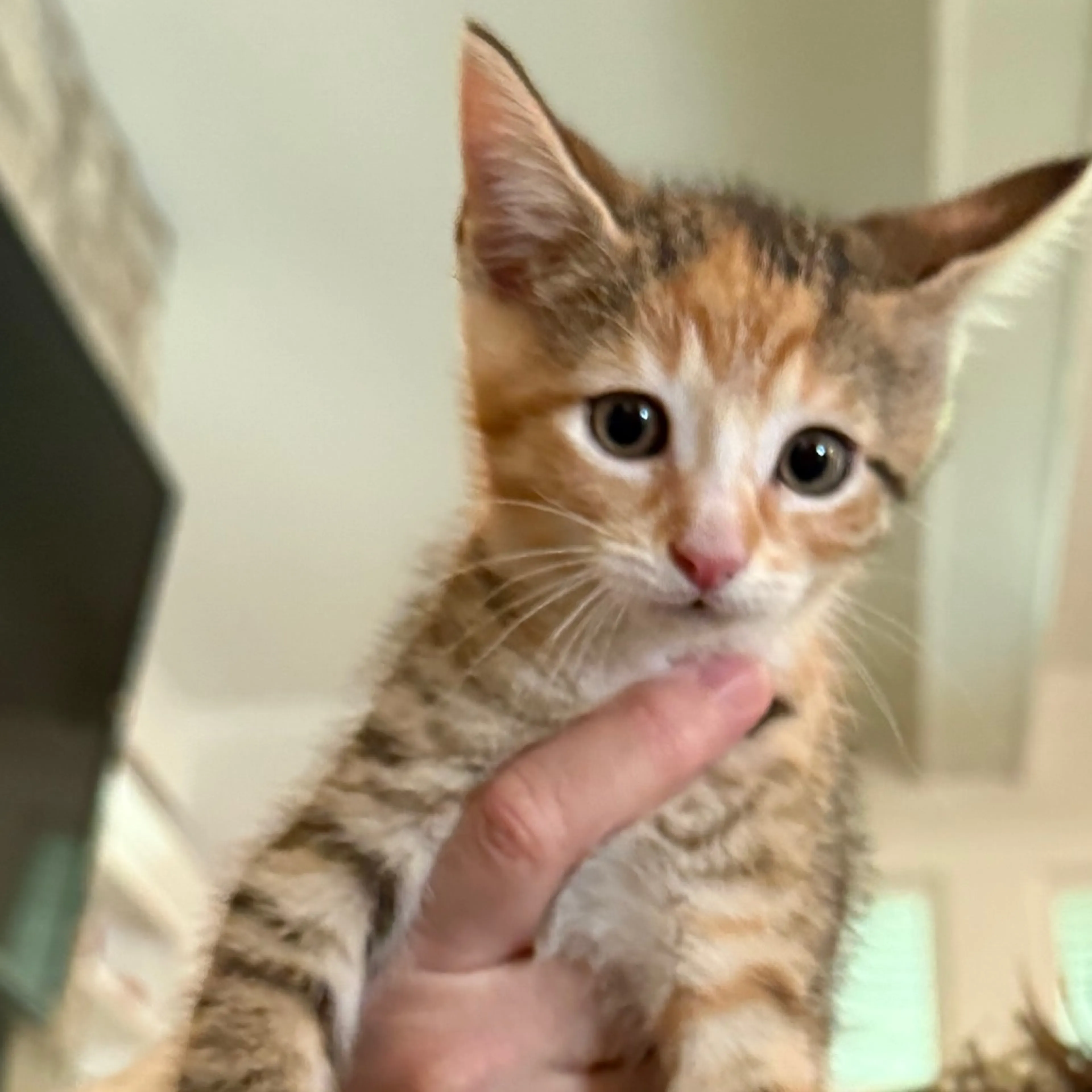 Found pet-0