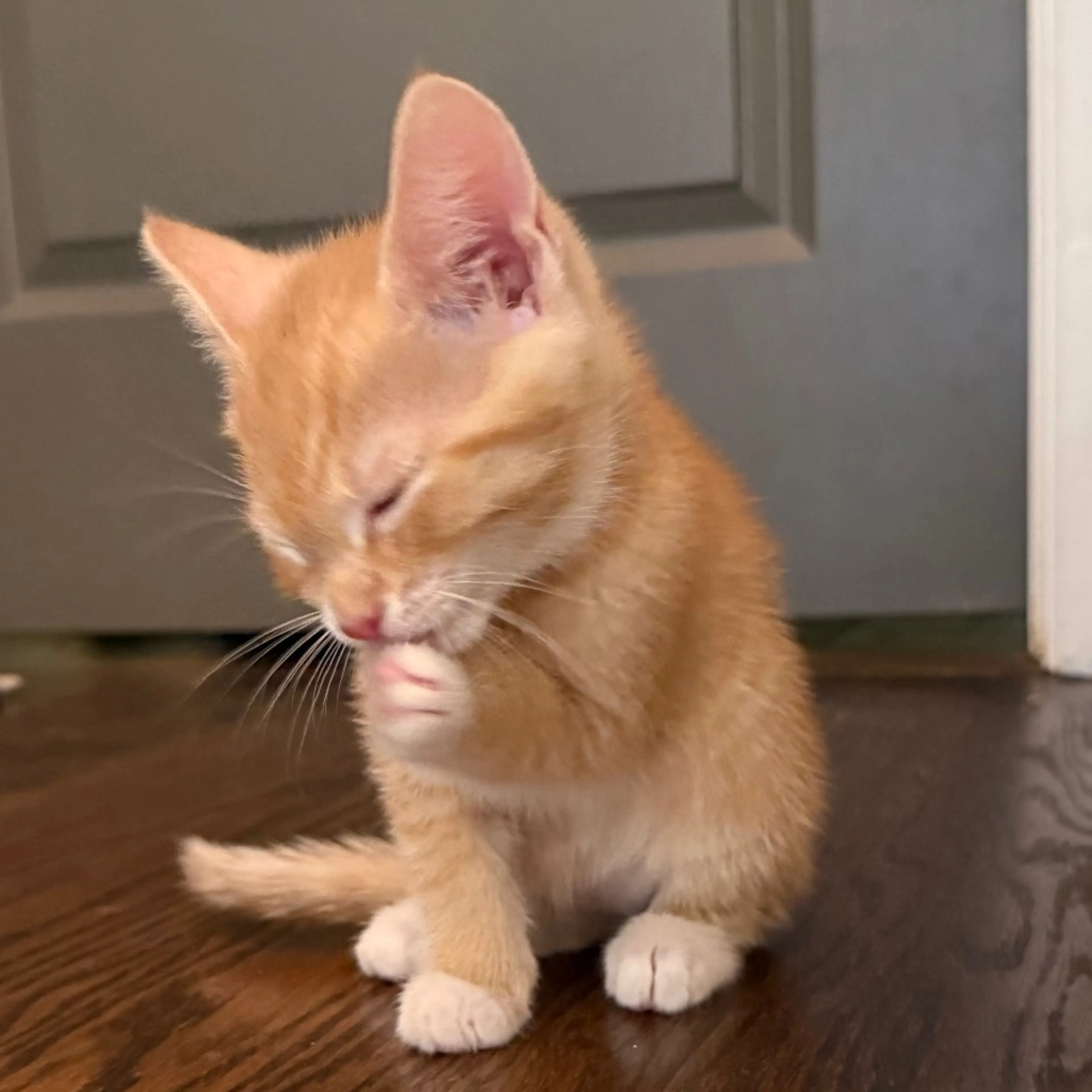 Found pet-3