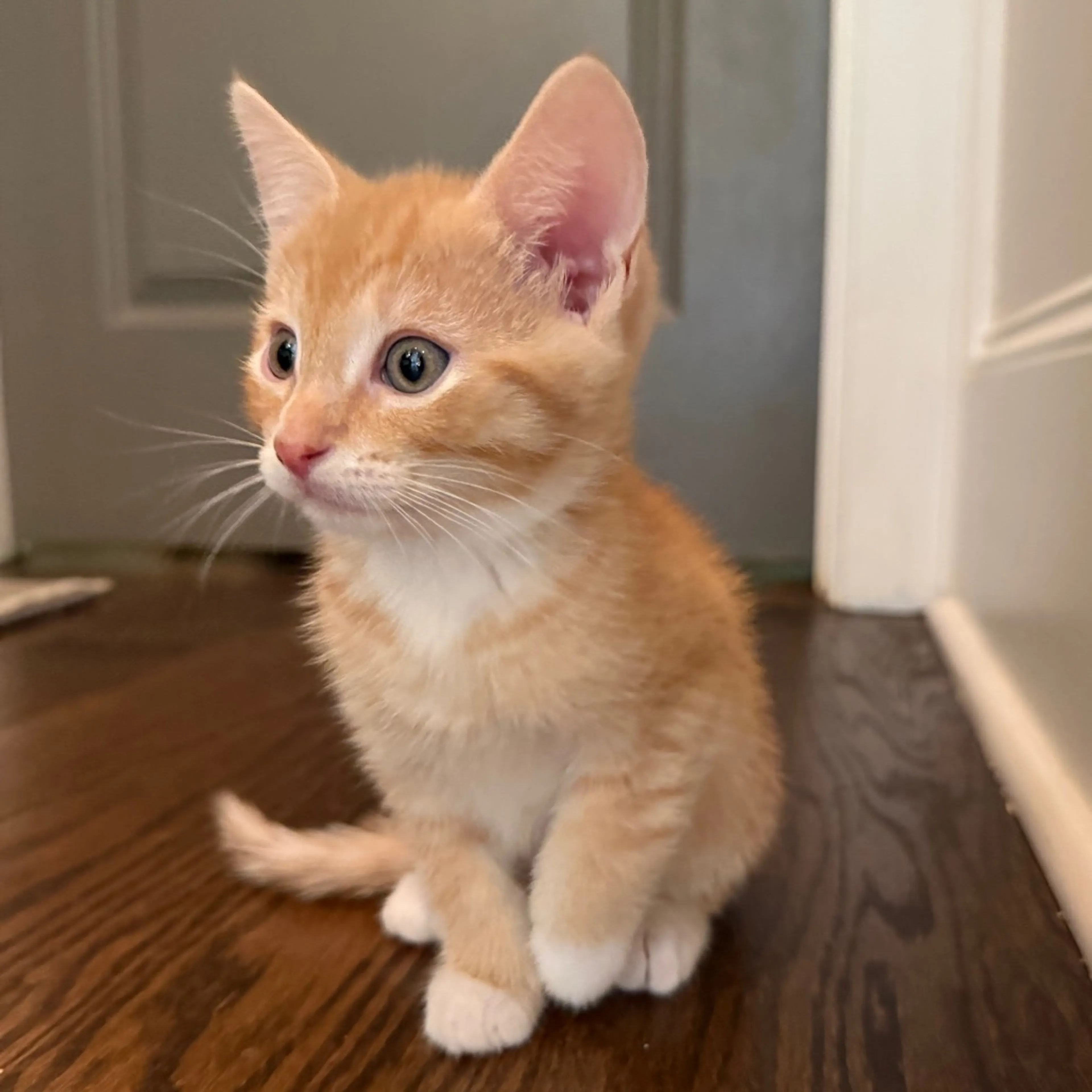 Found pet-2