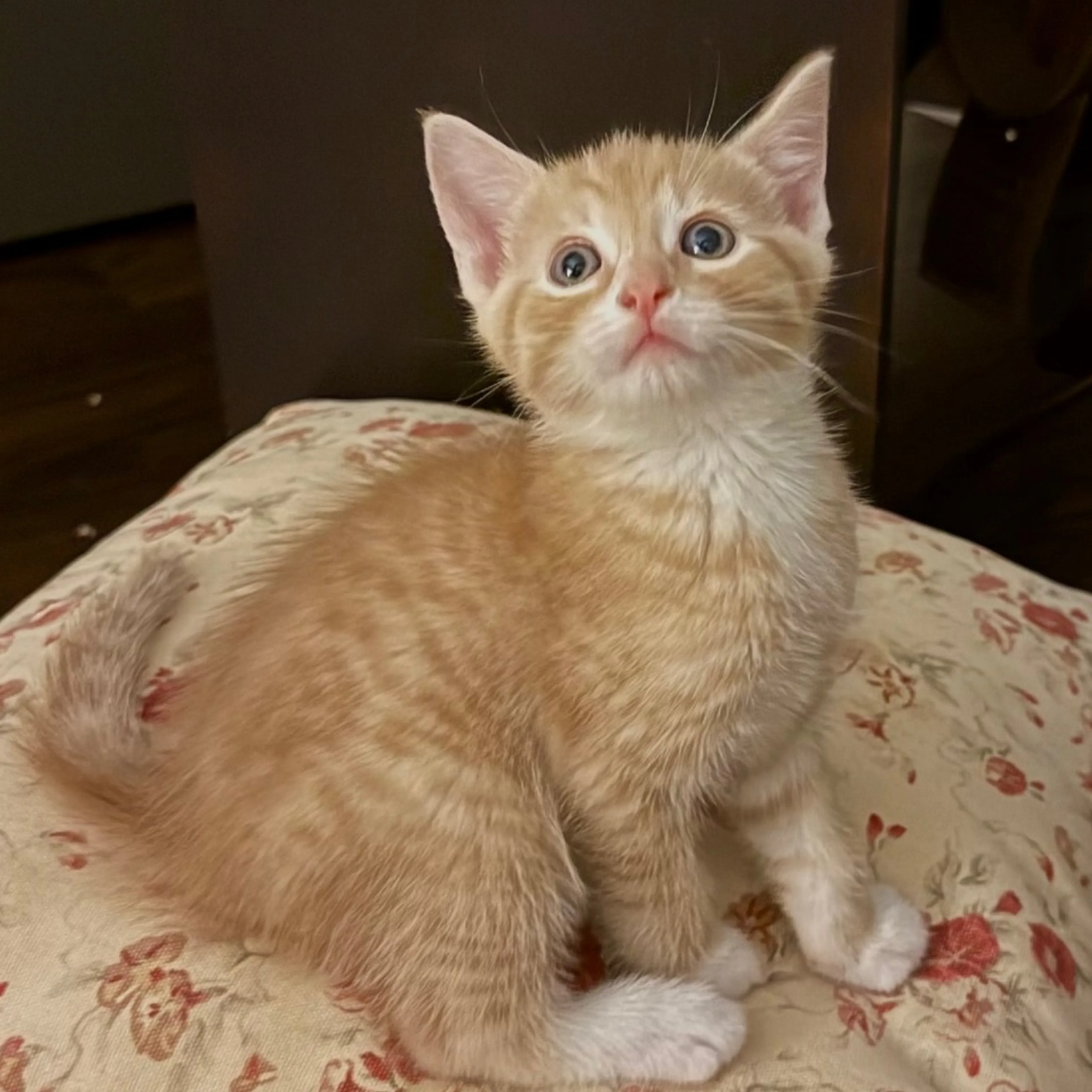Found pet-1