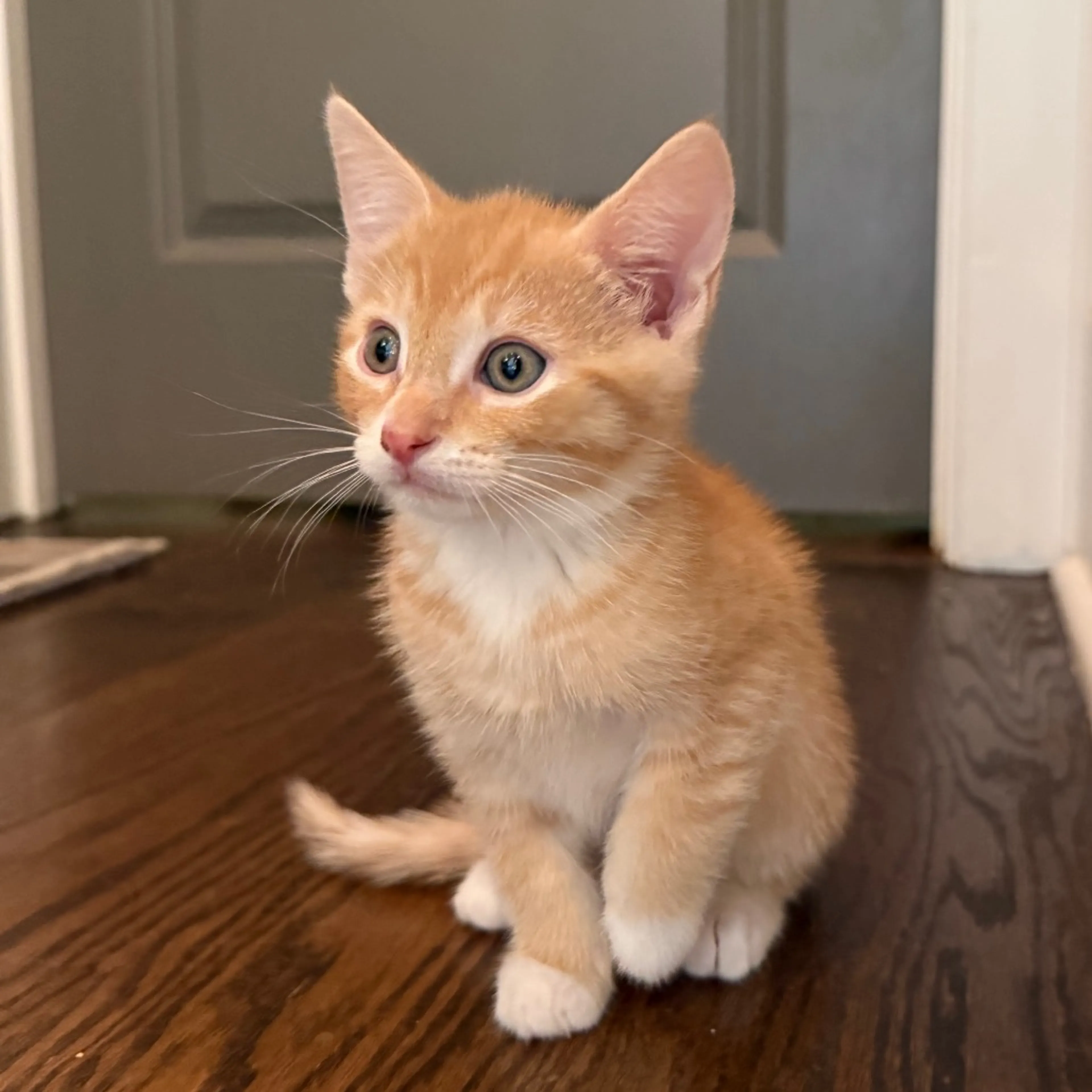 Found pet-0