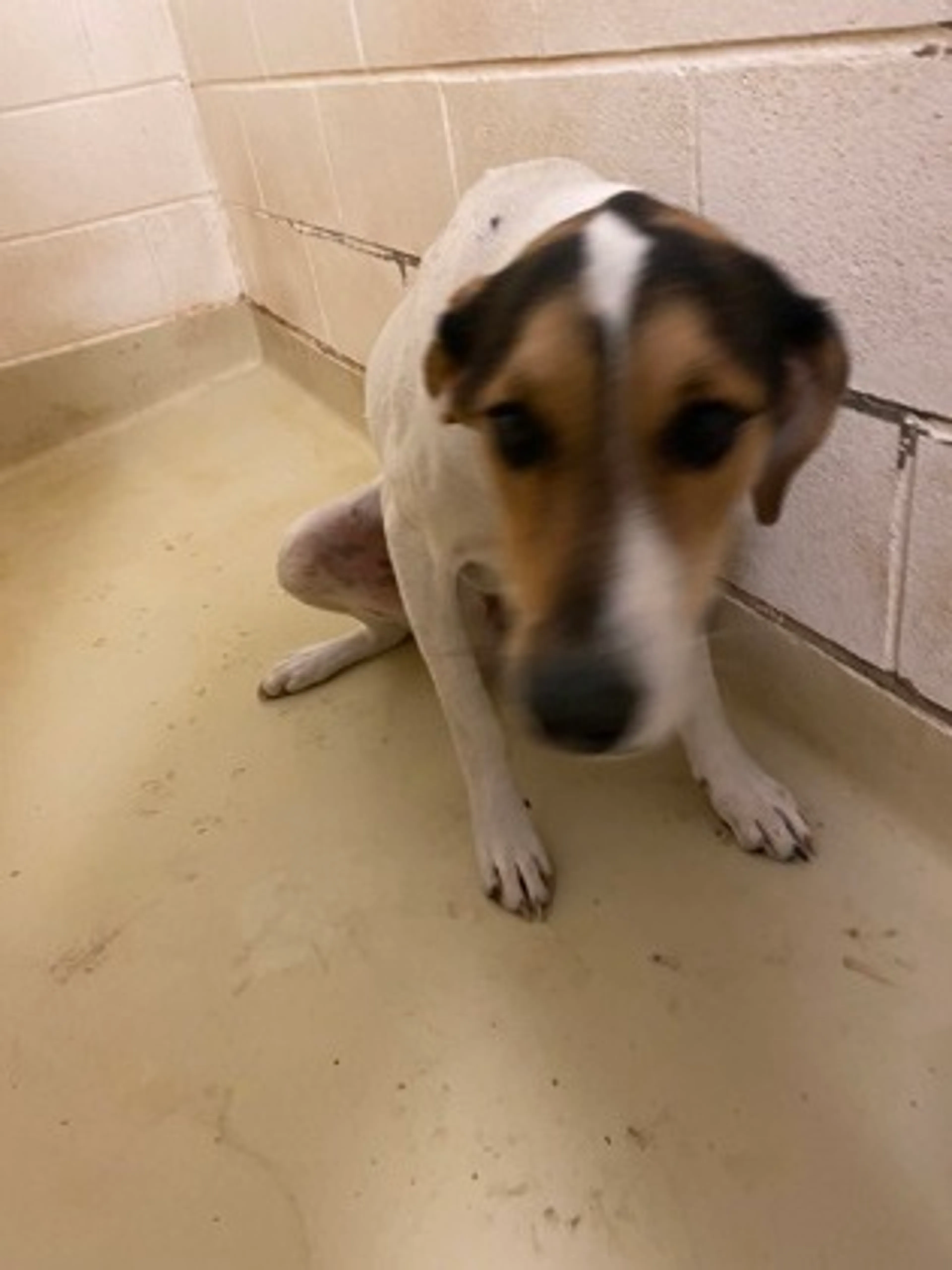 Found pet