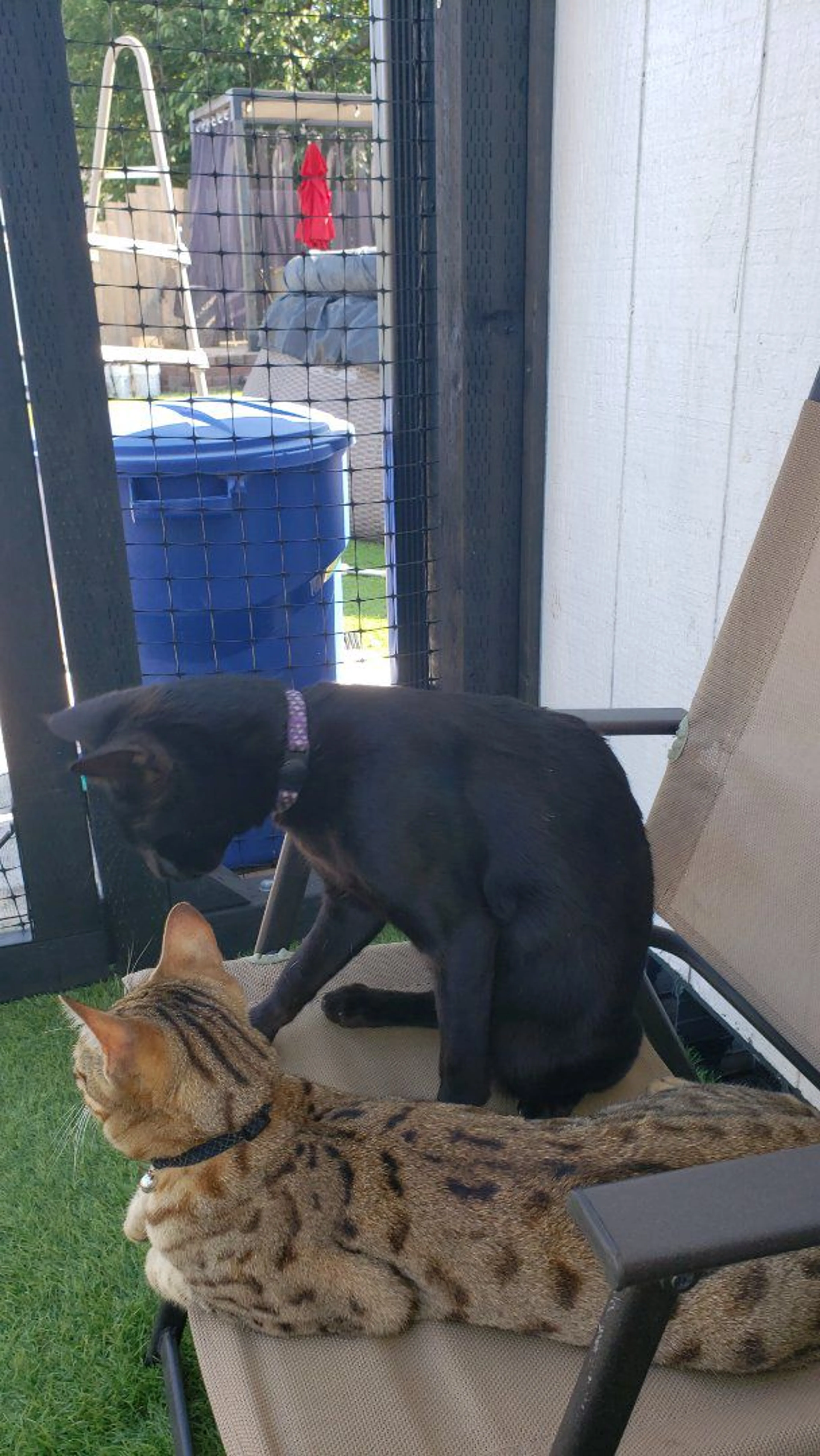 Lost pet-3