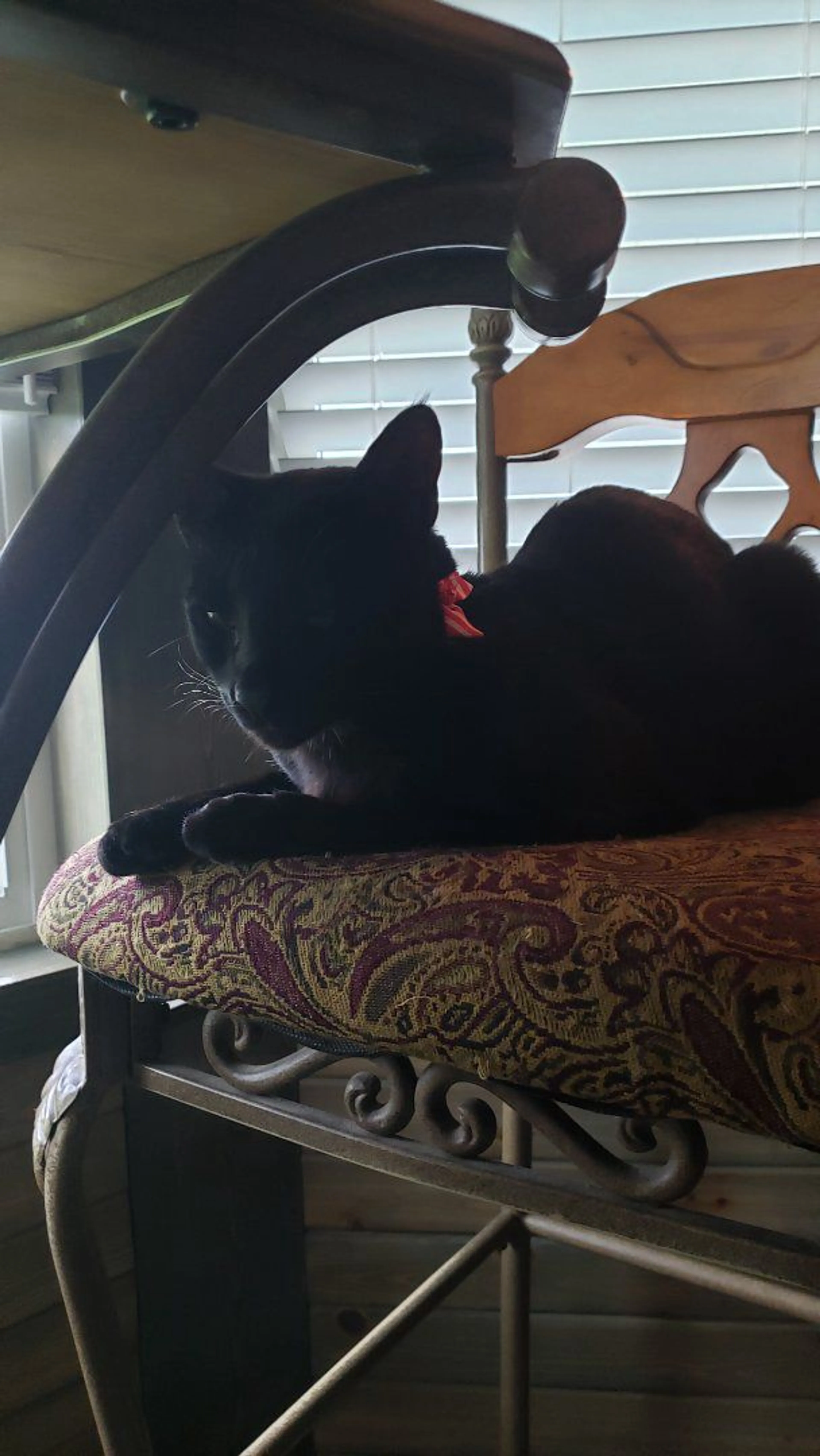 Lost pet-1