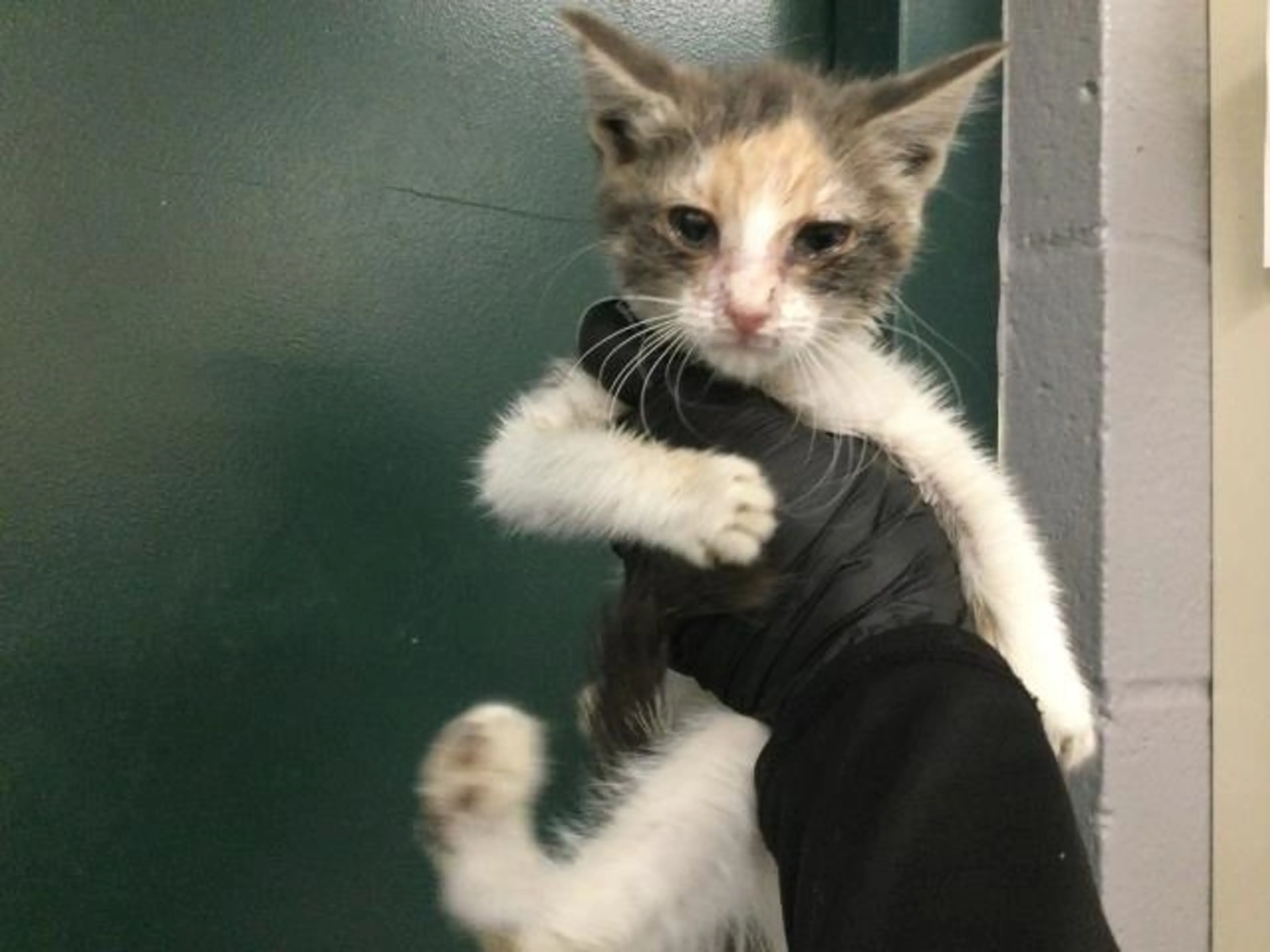Found pet