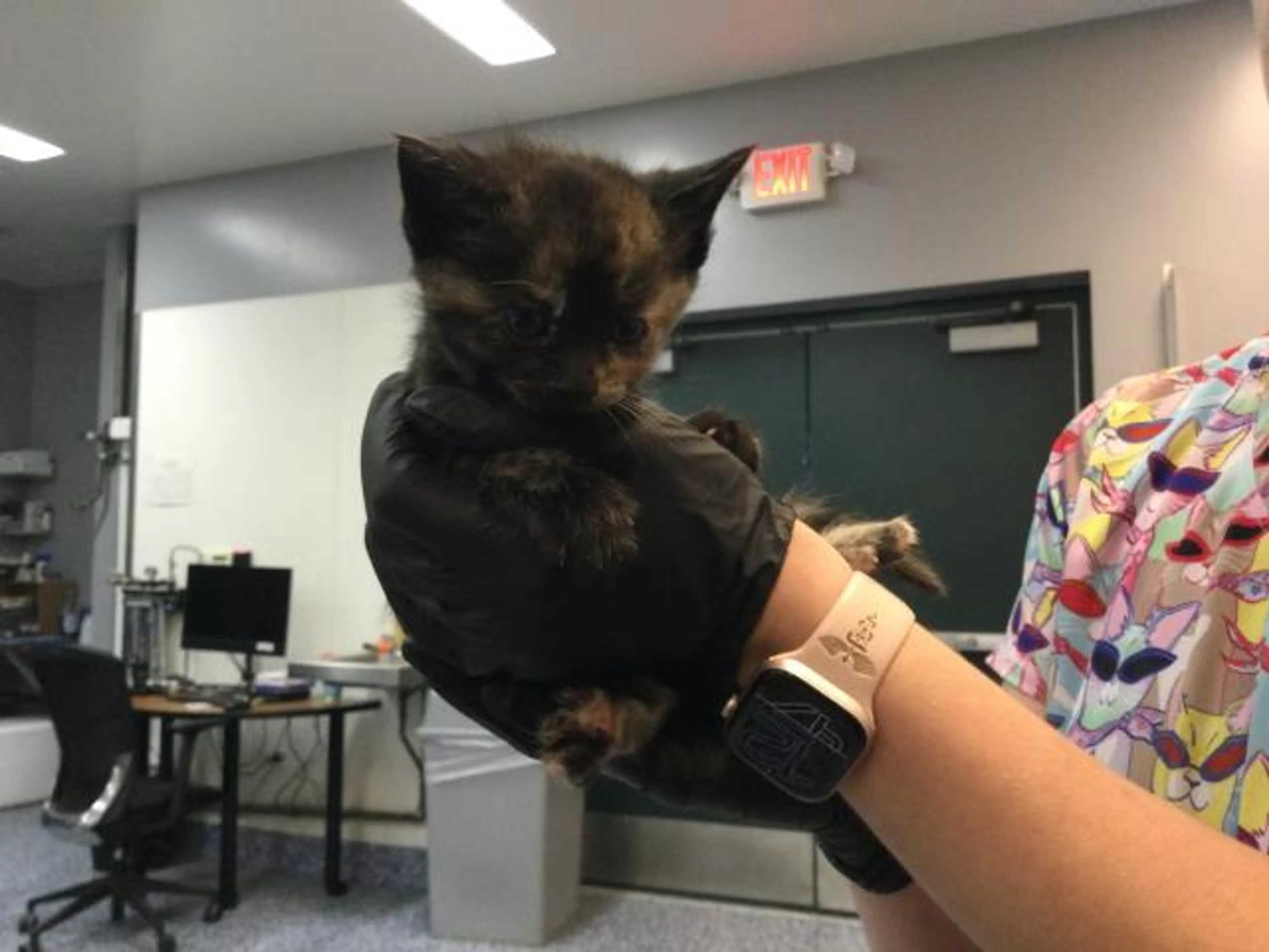 Found pet