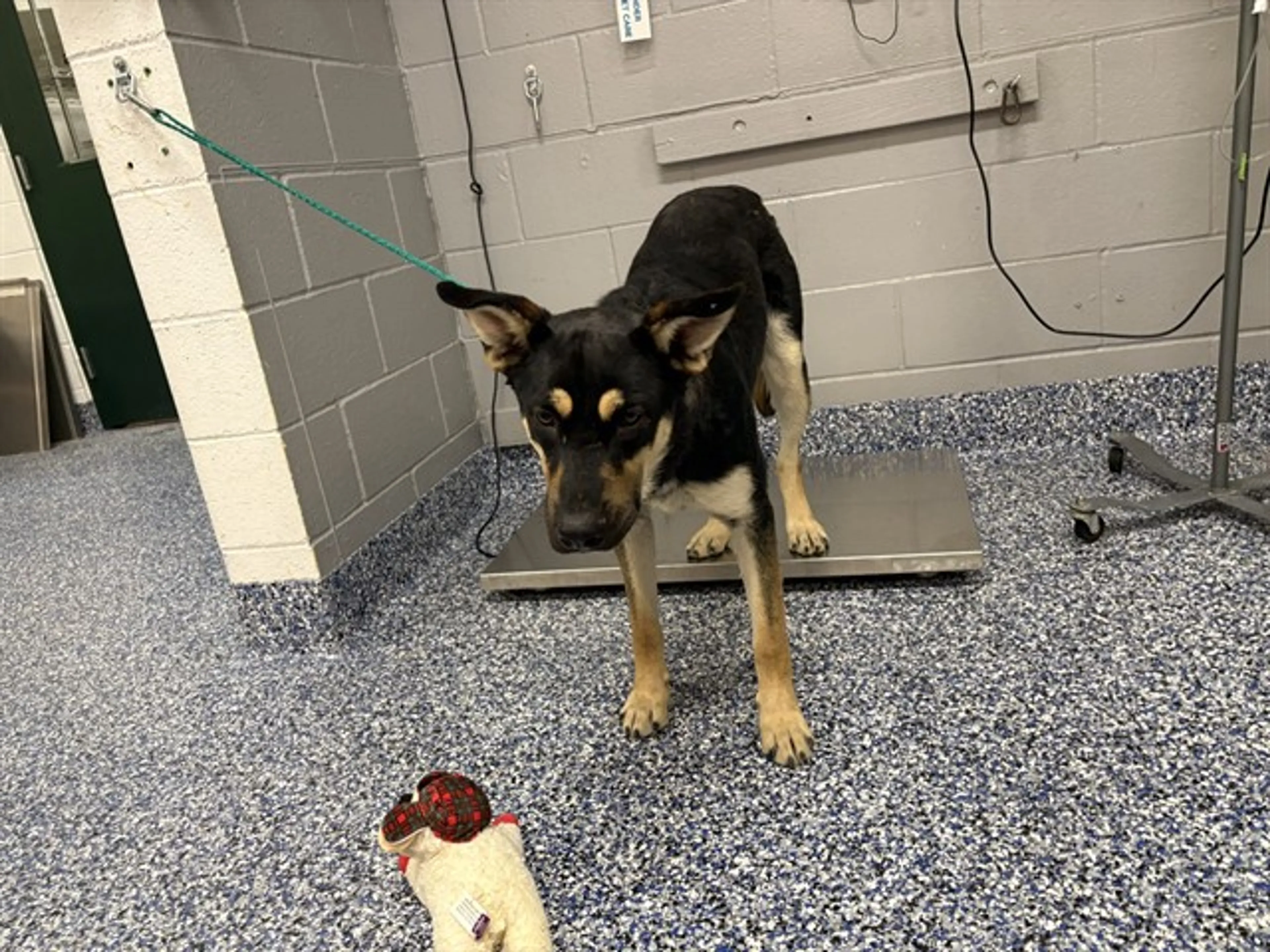 Found pet