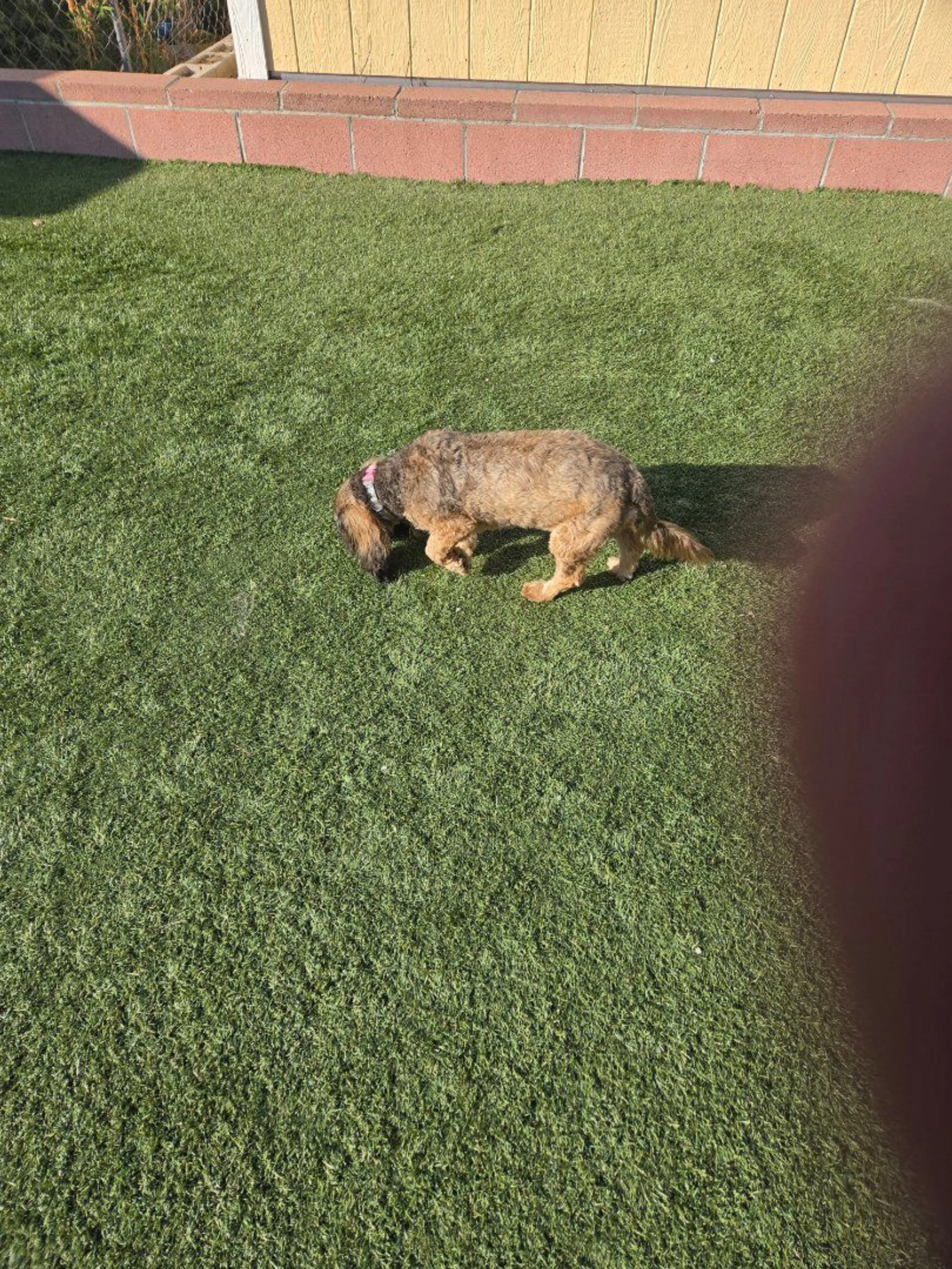 Lost pet-1