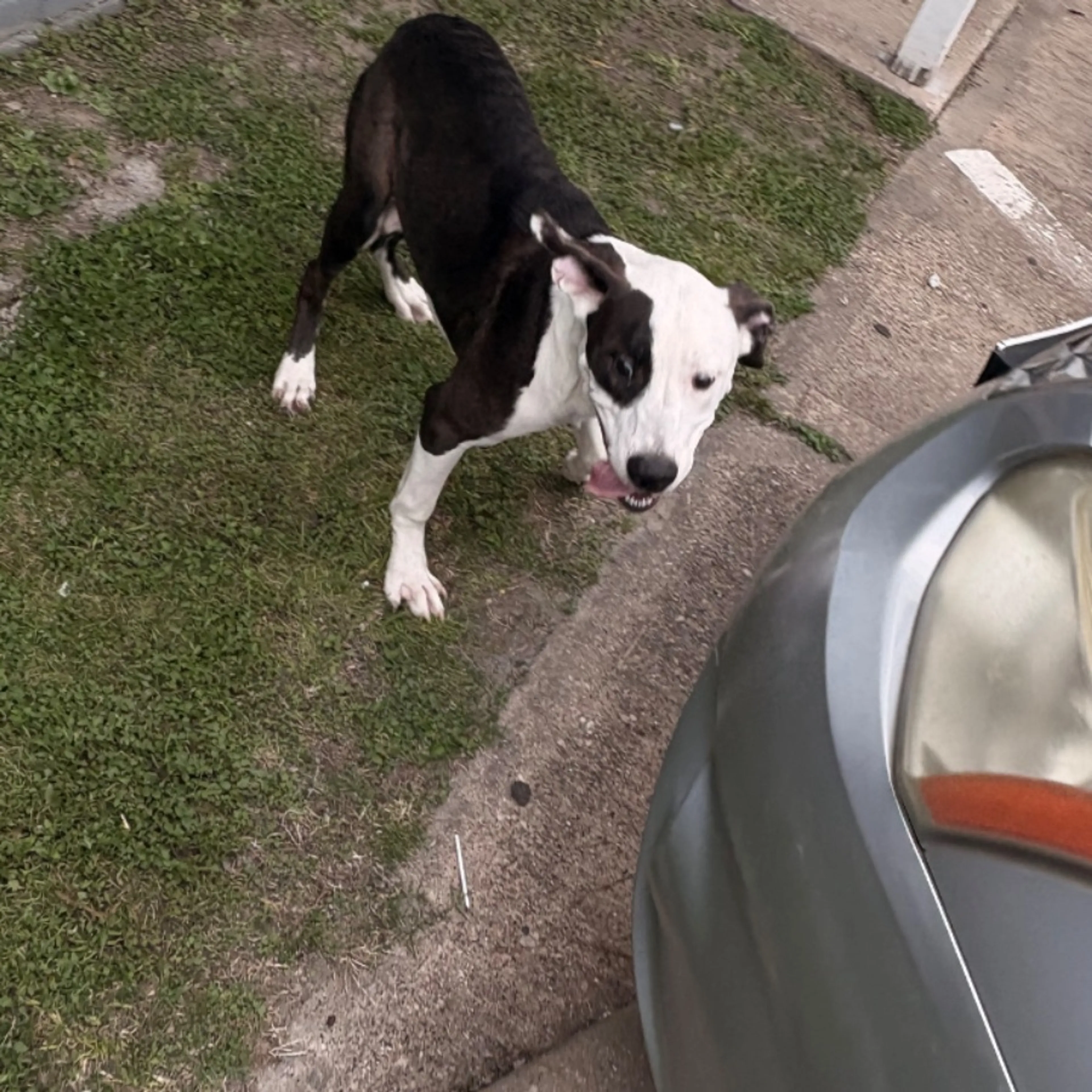 Found pet