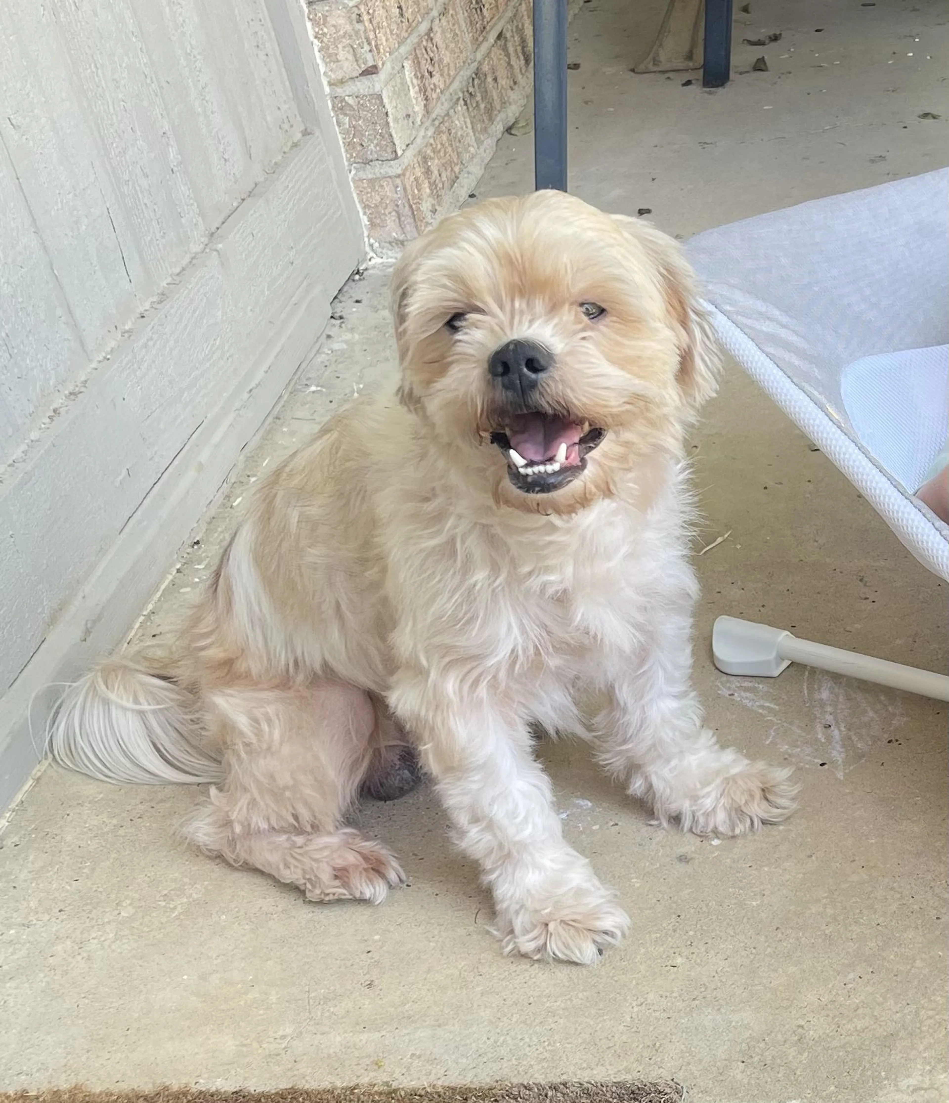 Lost pet