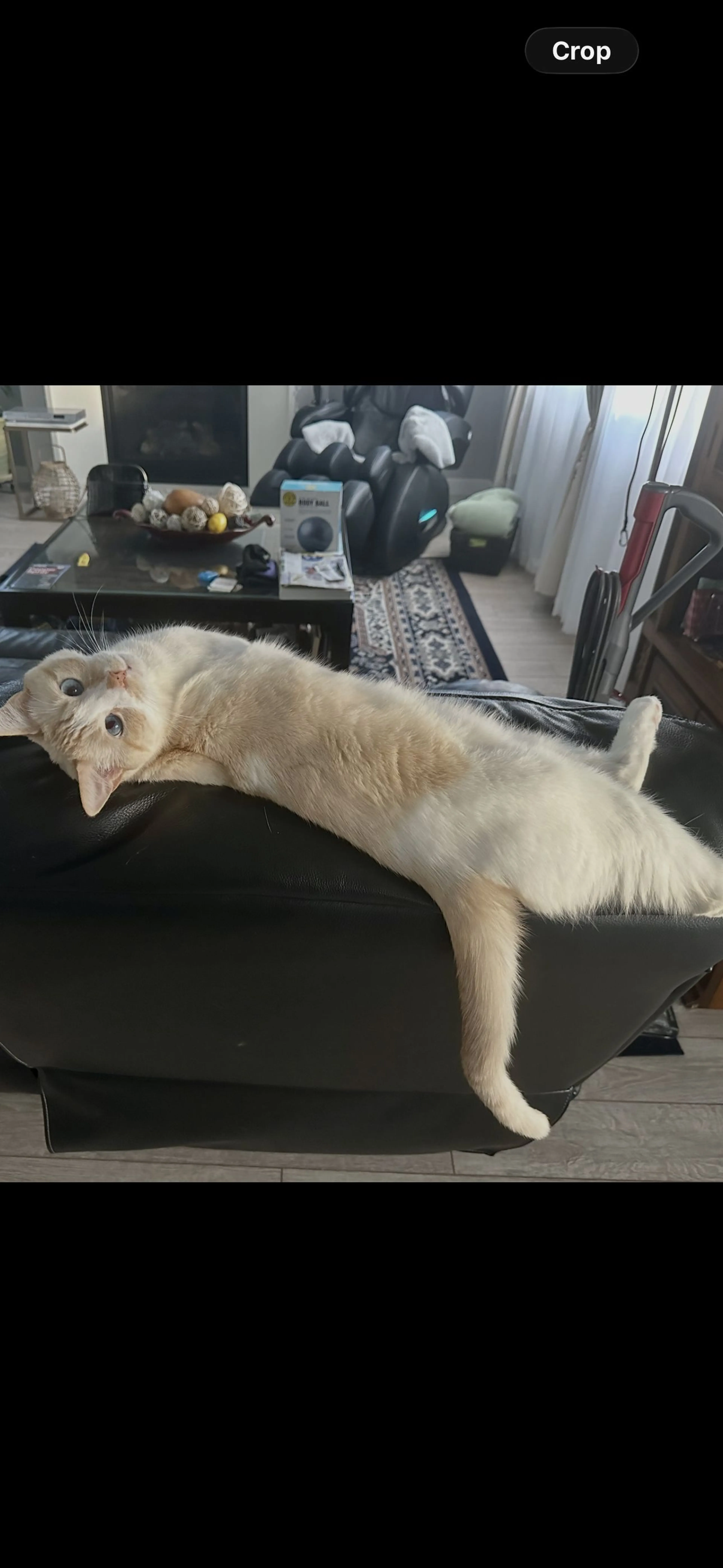 Lost pet-1