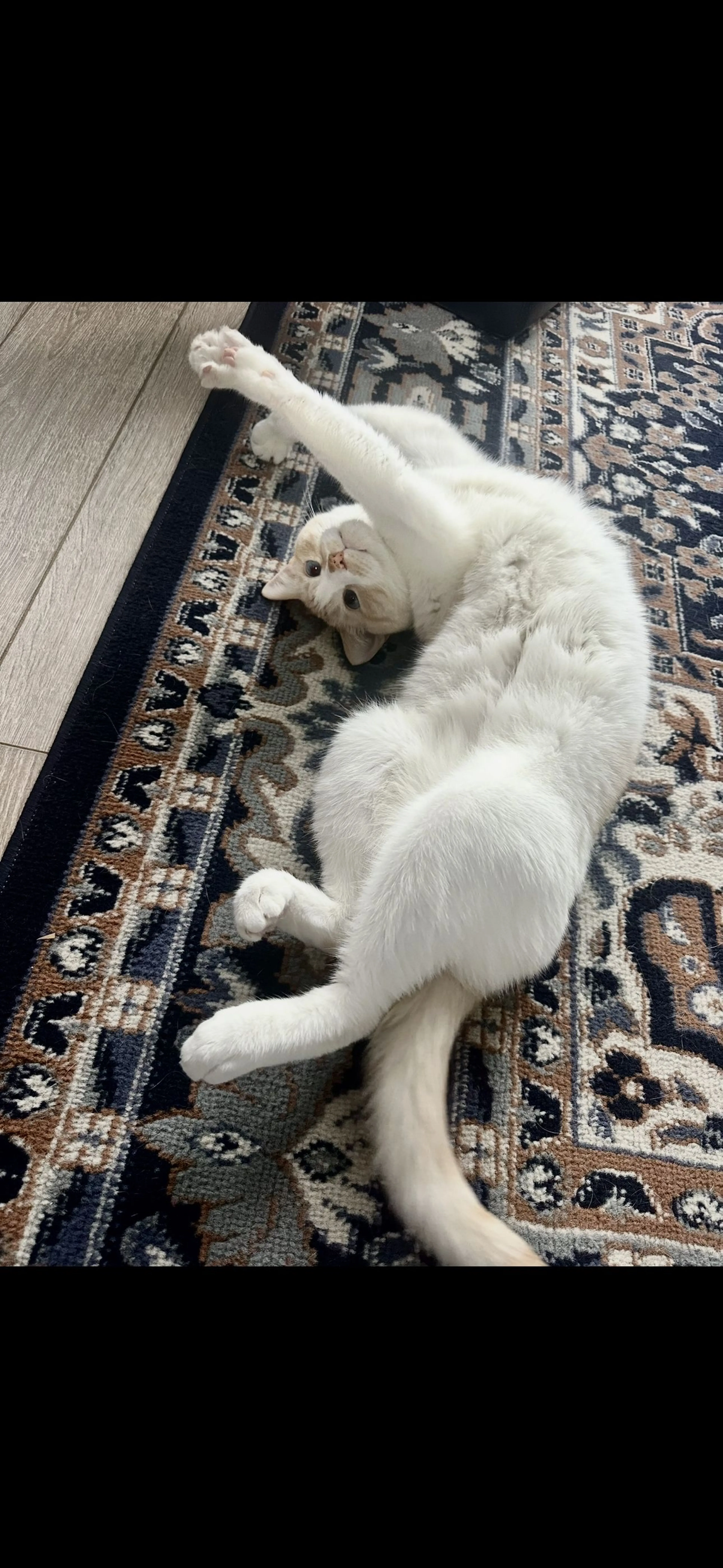Lost pet-0