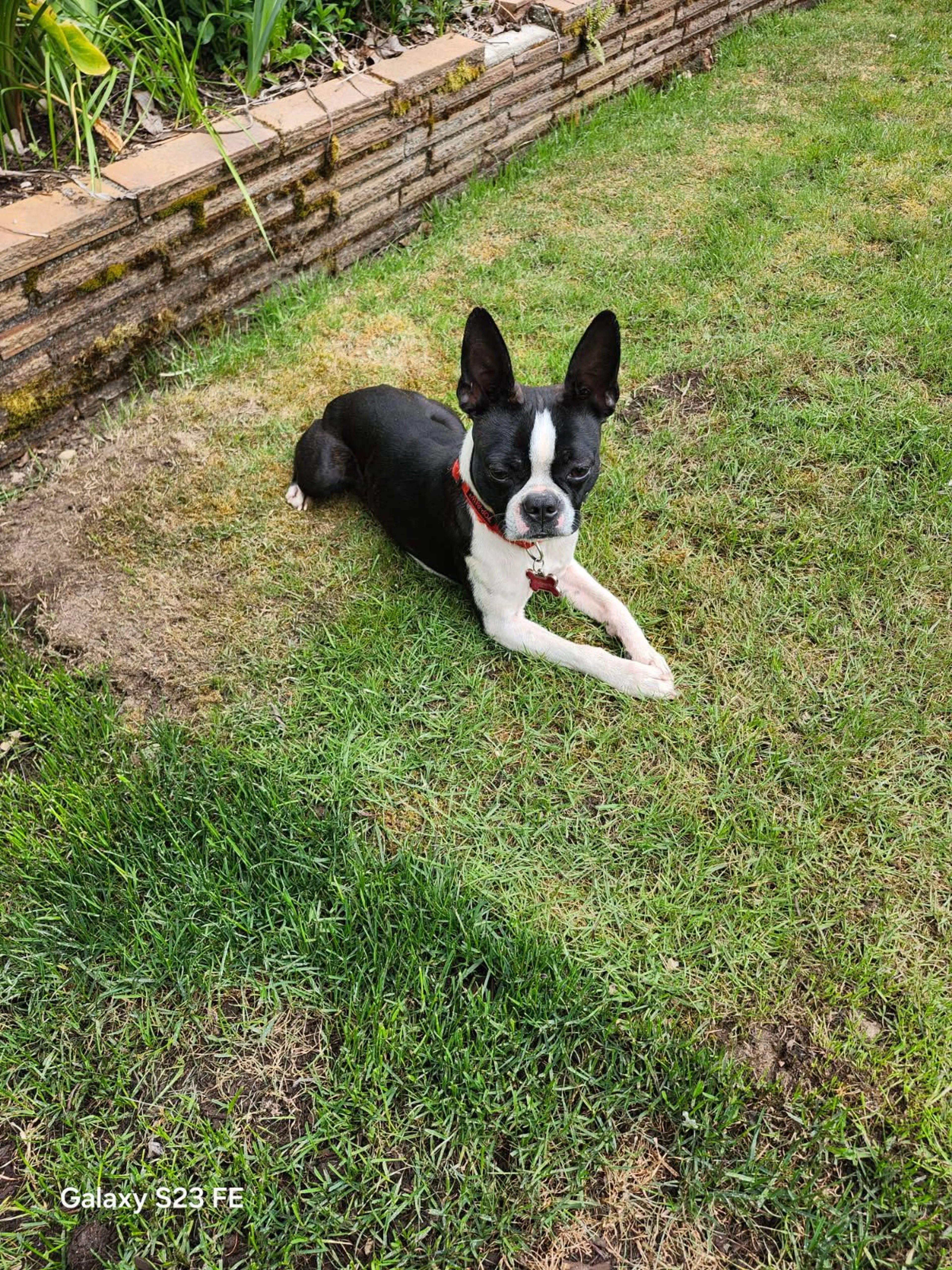 Lost pet-0