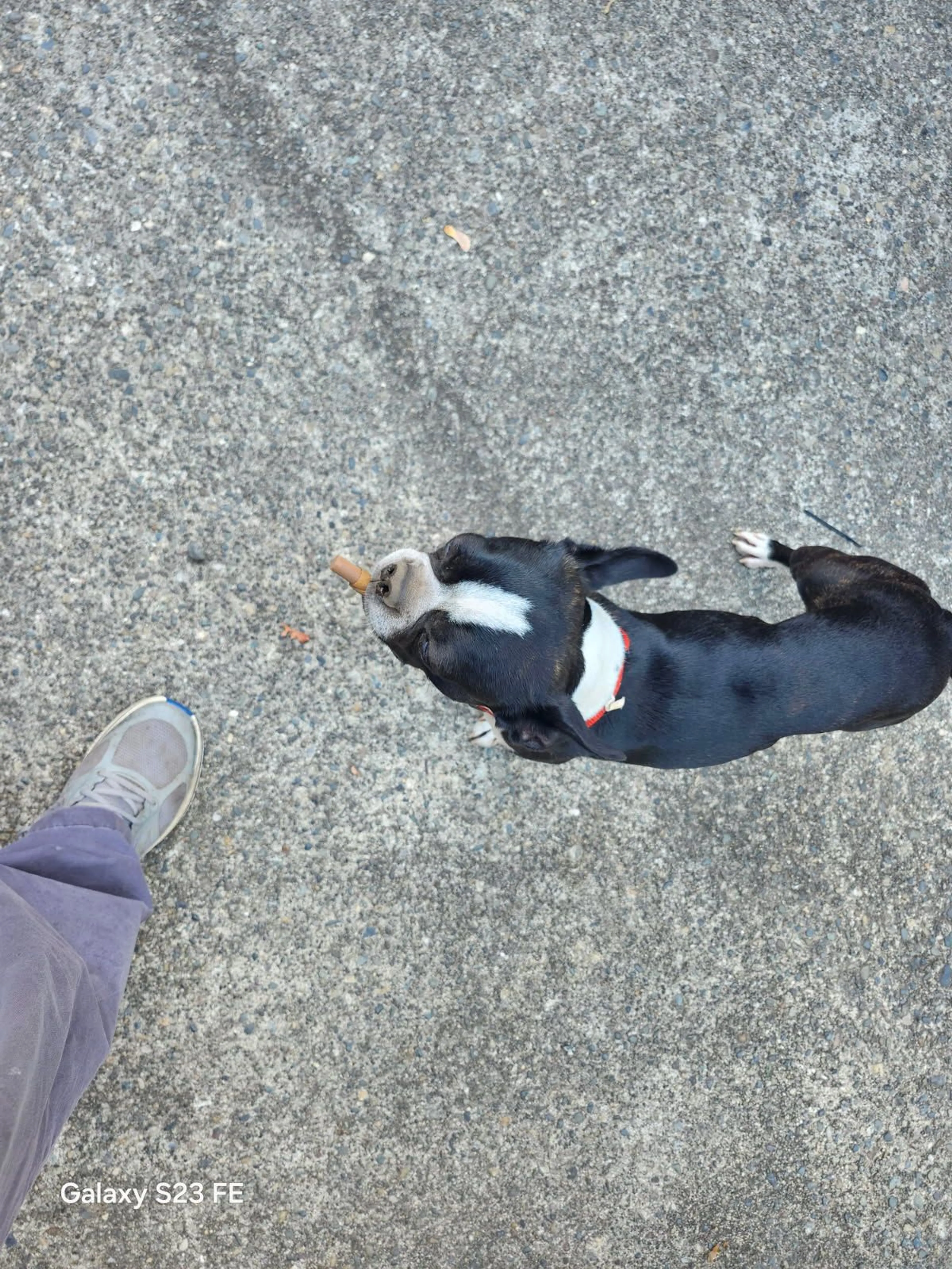 Lost pet-1