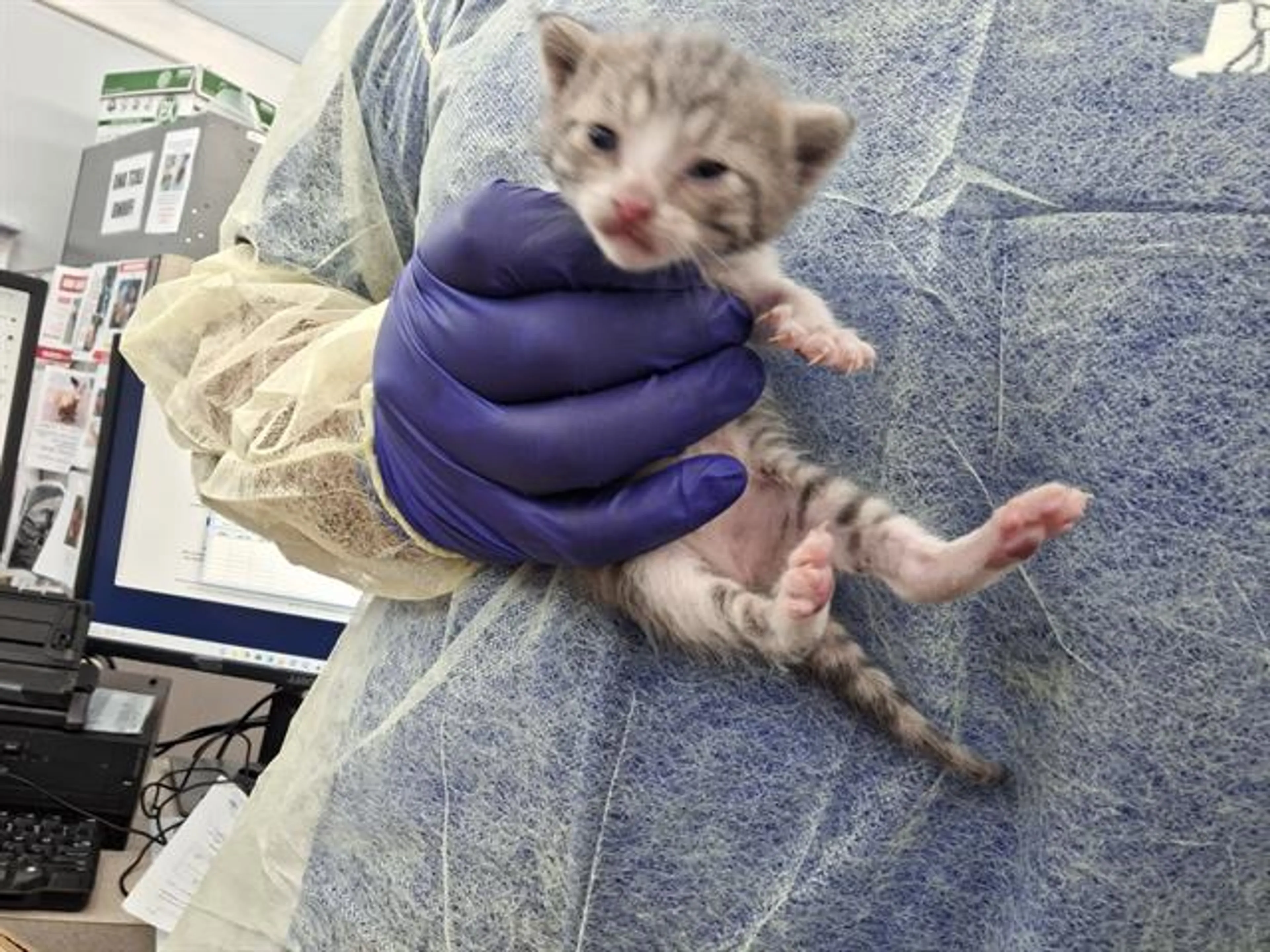 Found pet