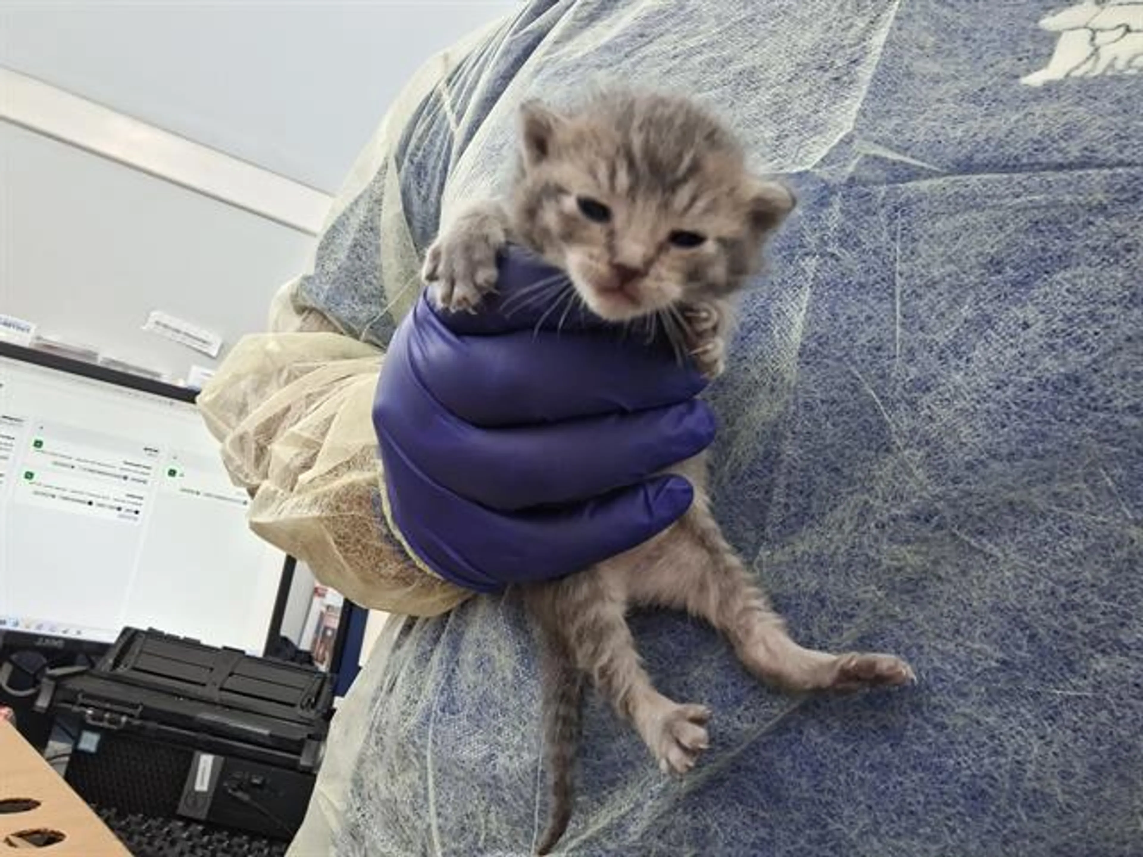 Found pet