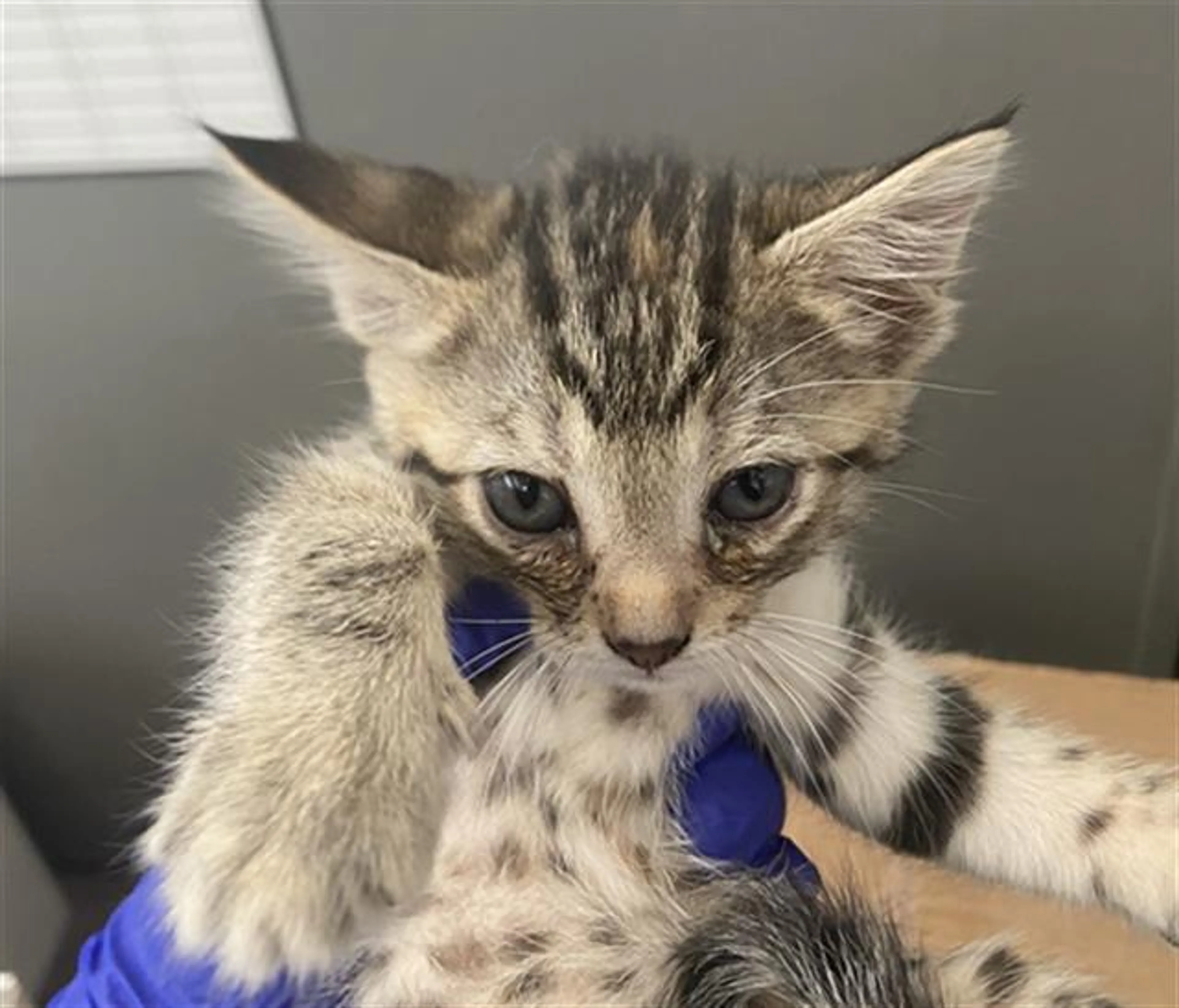 Found pet
