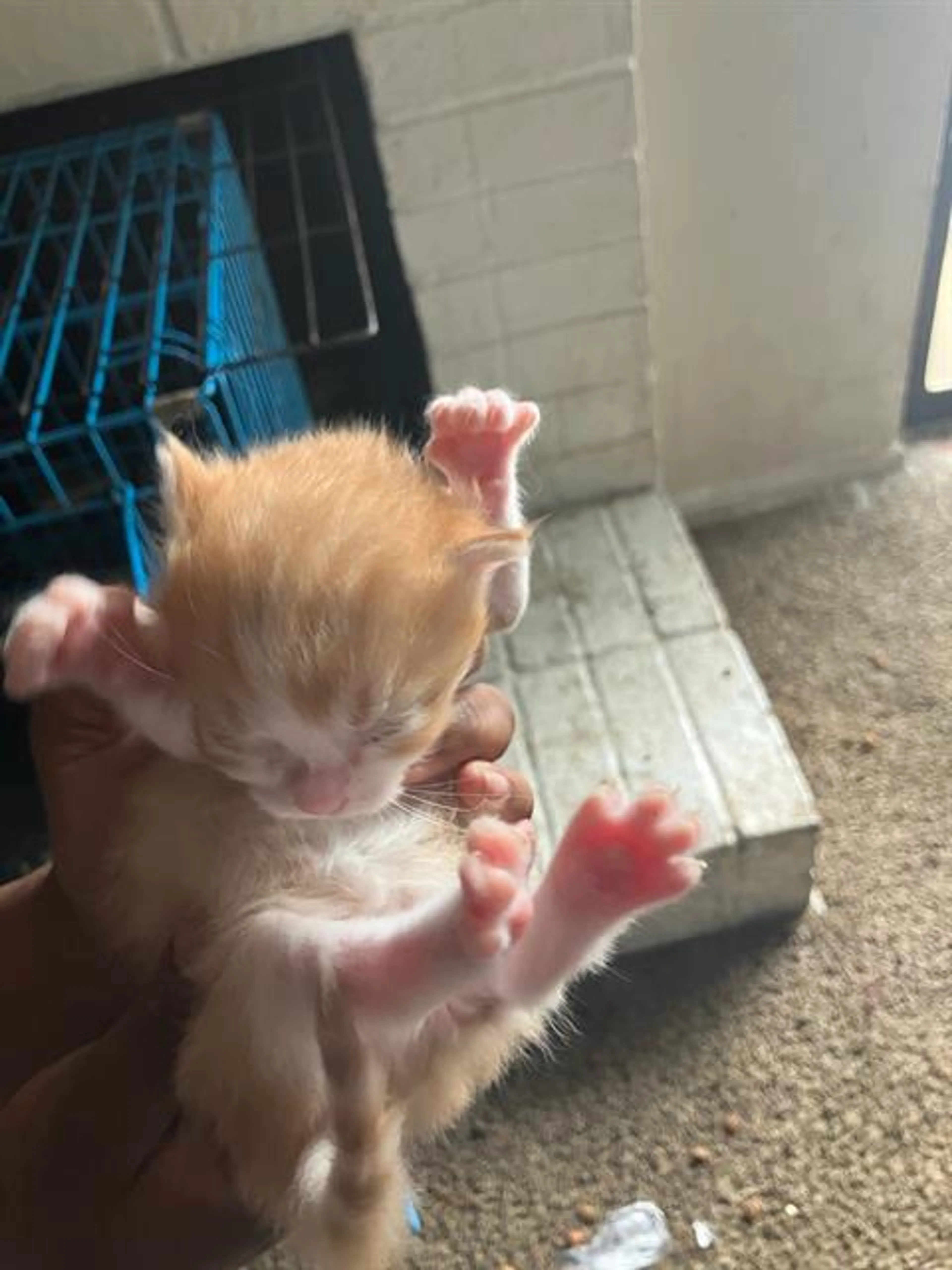 Found pet
