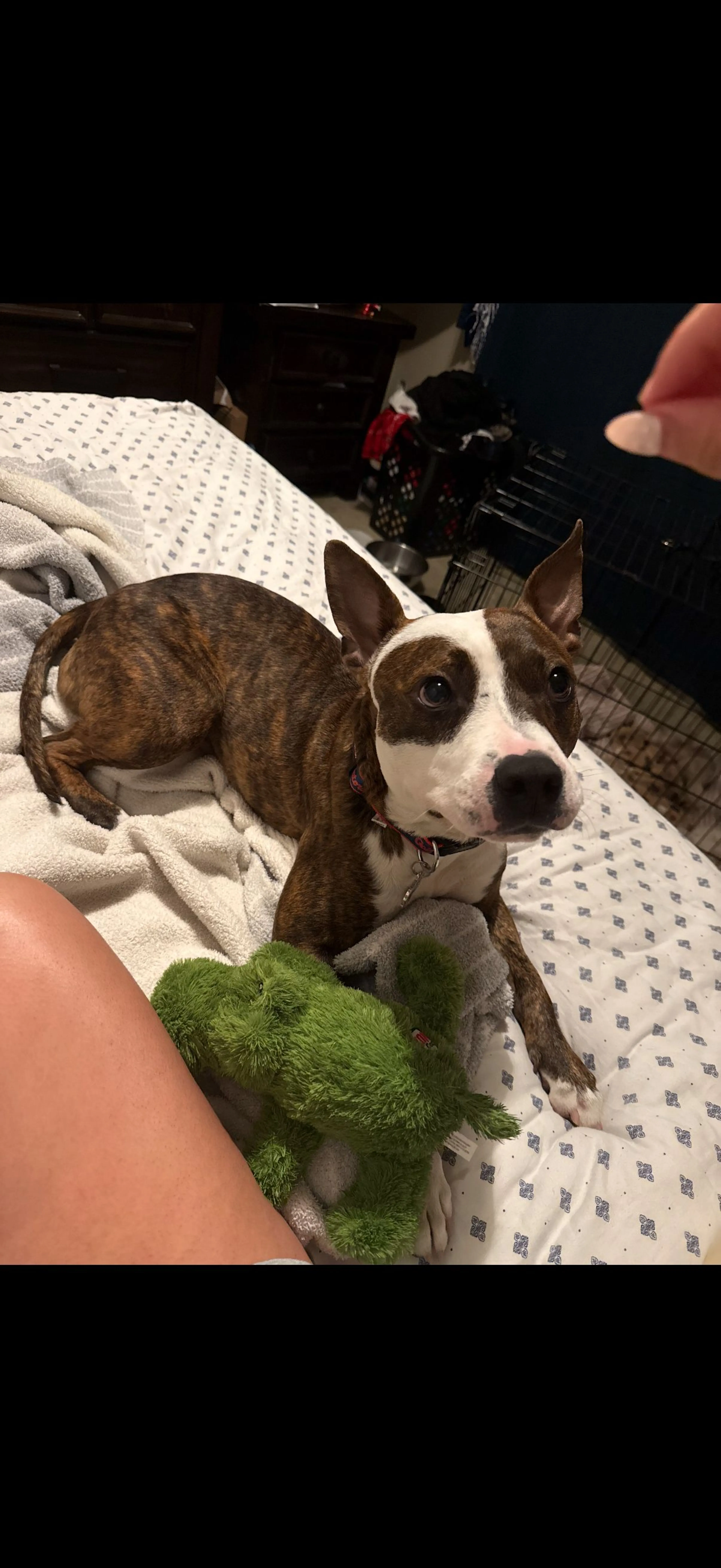 Lost pet