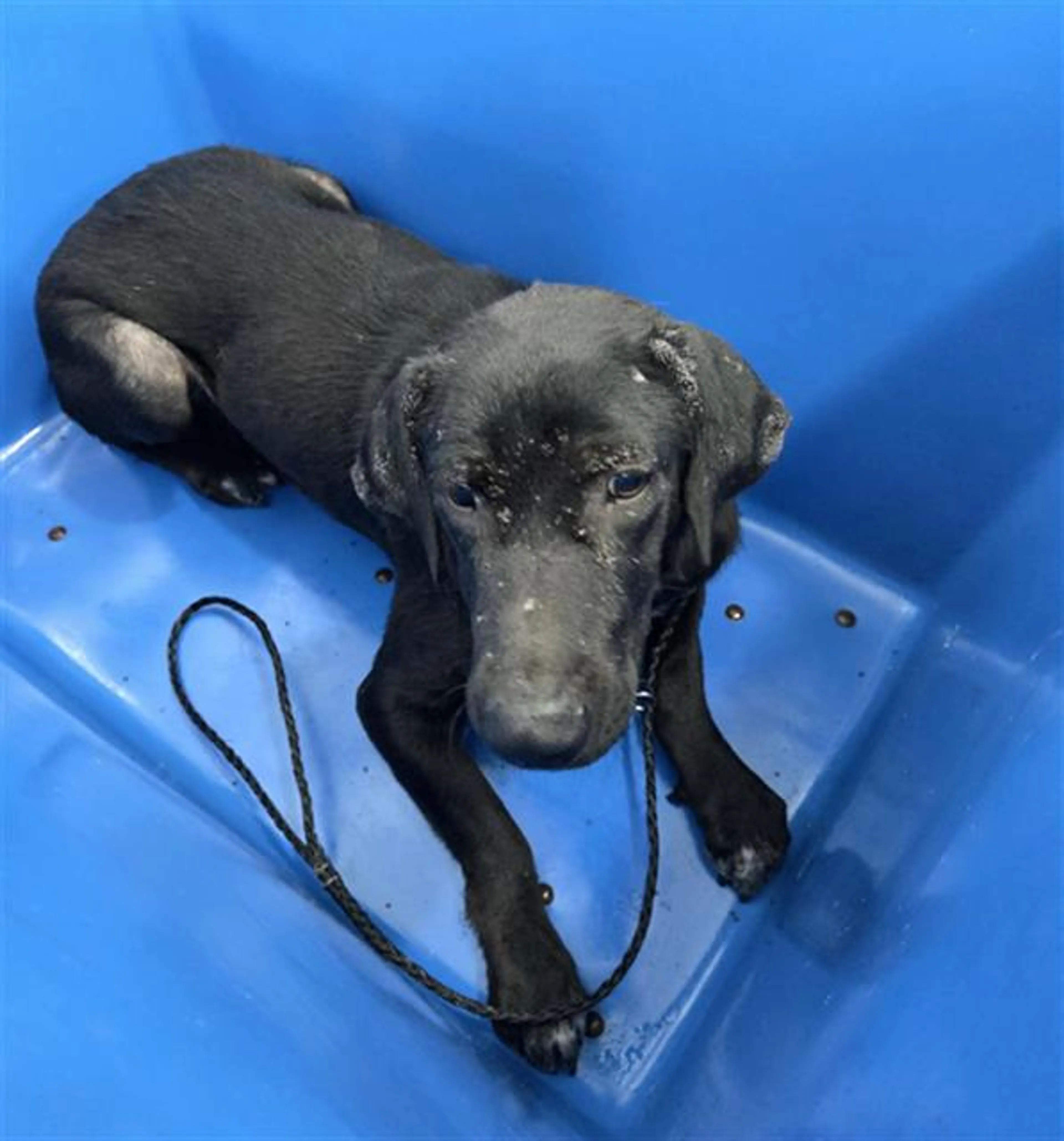 Found pet