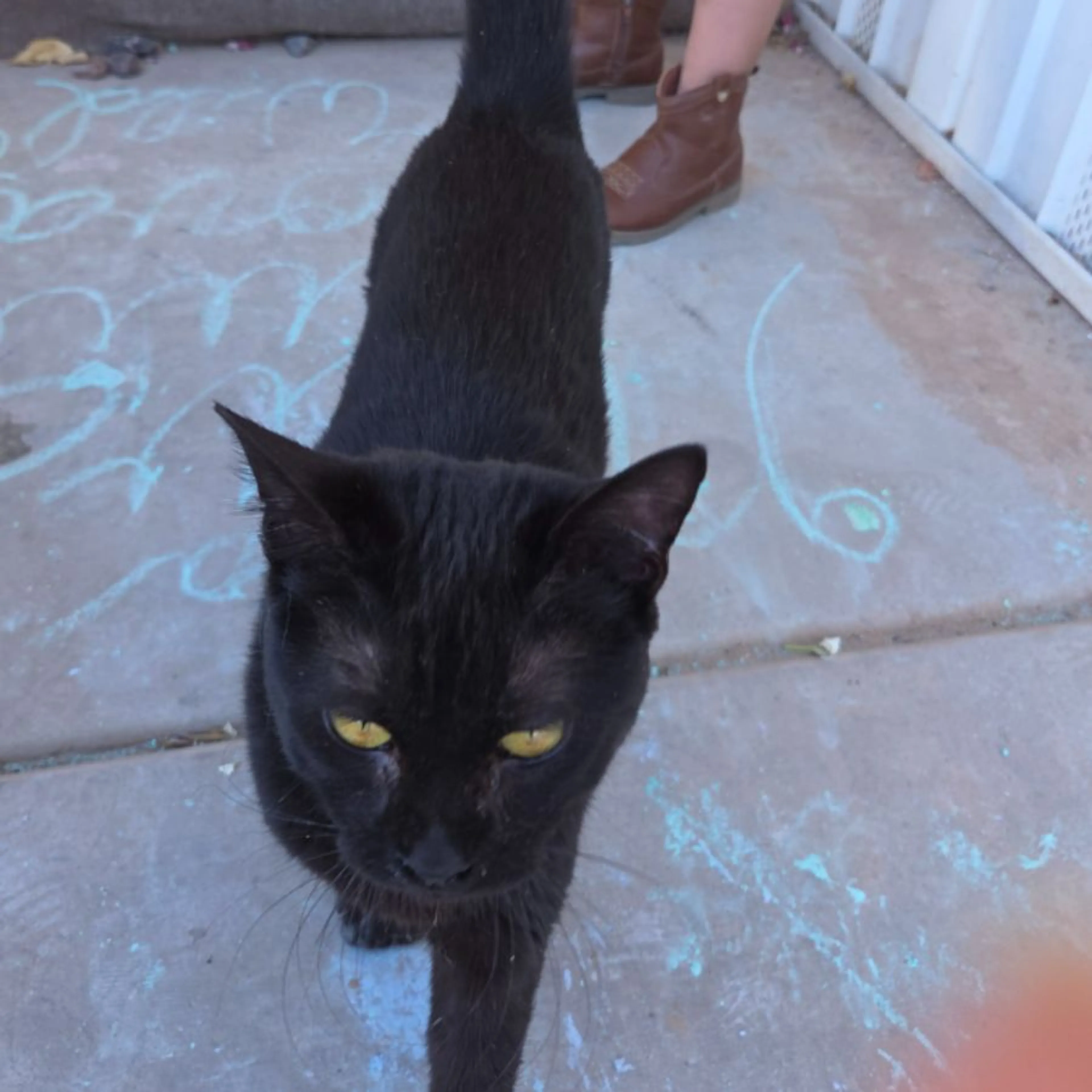 Found pet